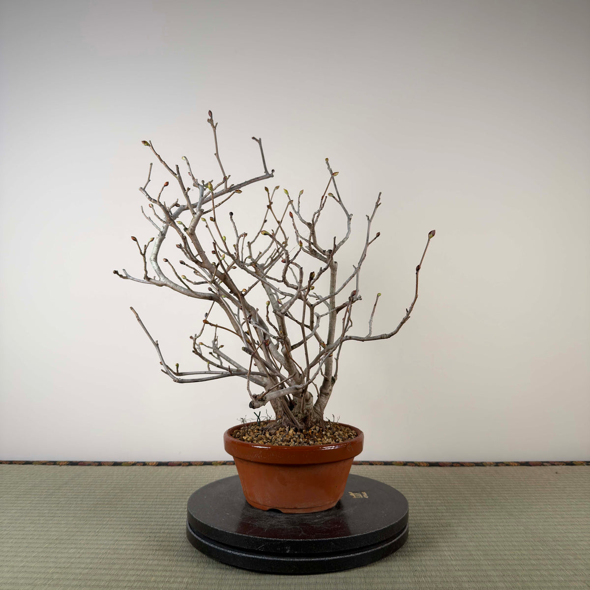 Corylopsis spicata