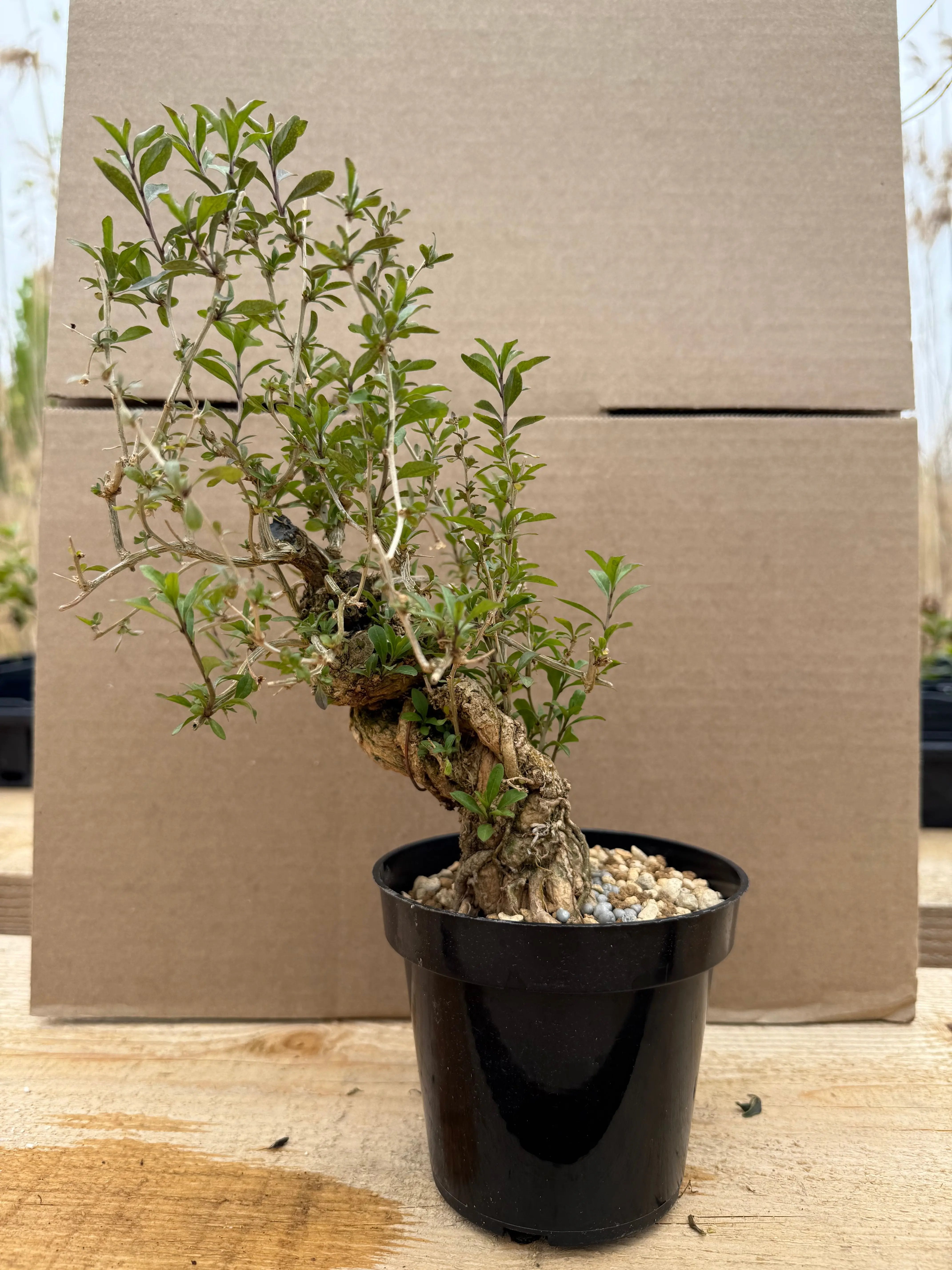 Lycium chinense (chef's choice) Canada Bonsai