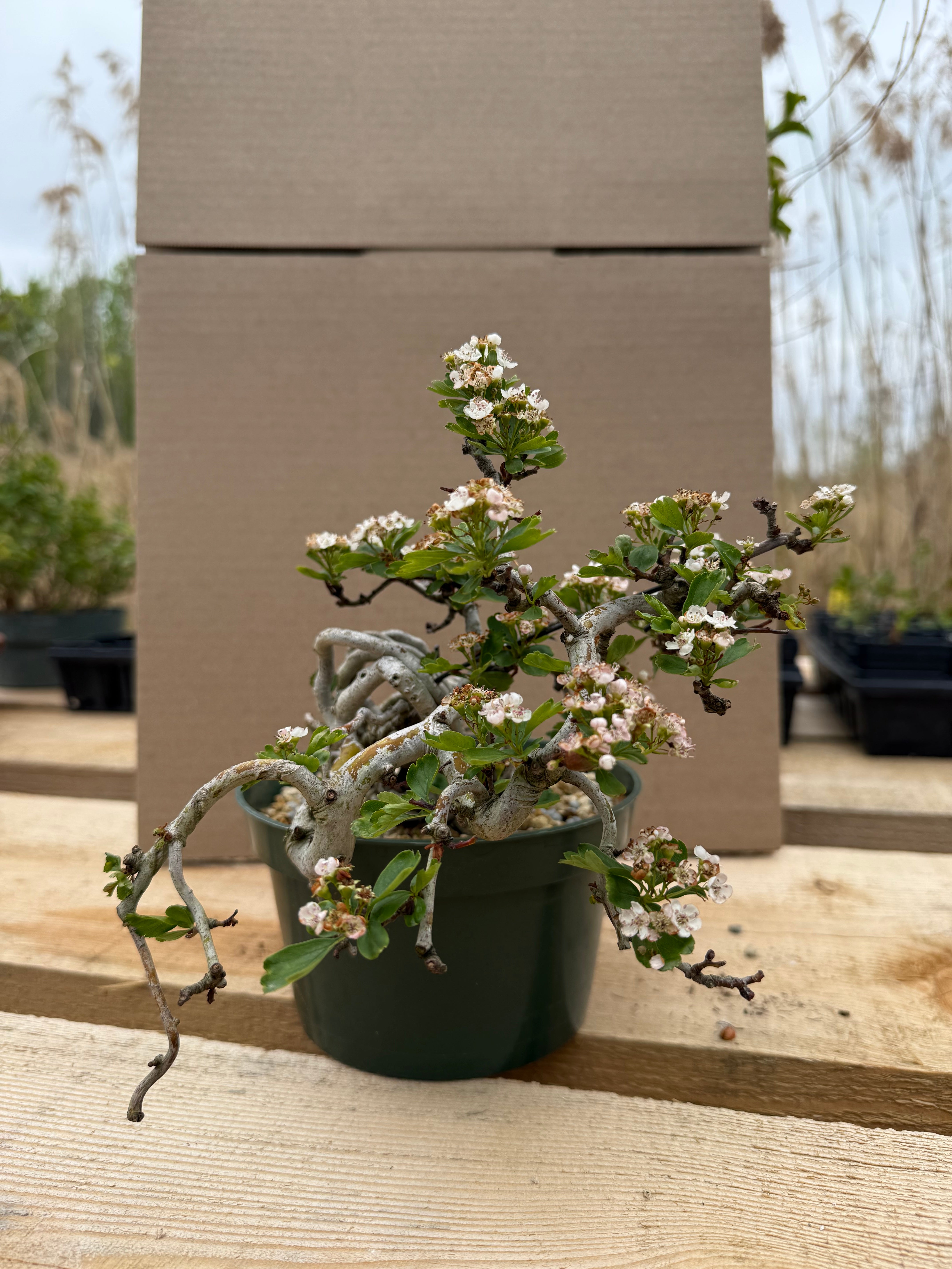 Crataegus cuneata 'Matsudaira'