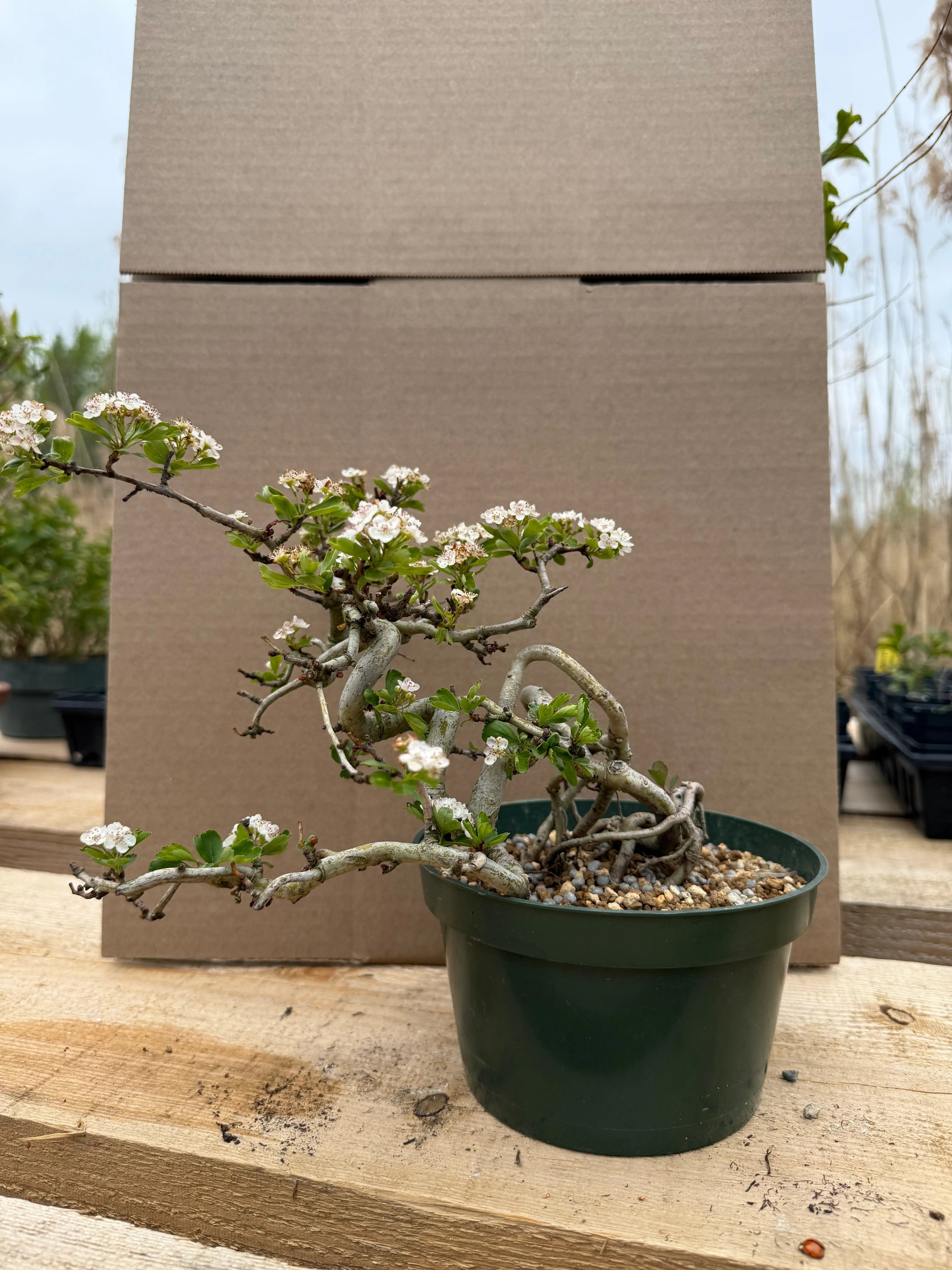 Crataegus cuneata 'Matsudaira' Canada Bonsai