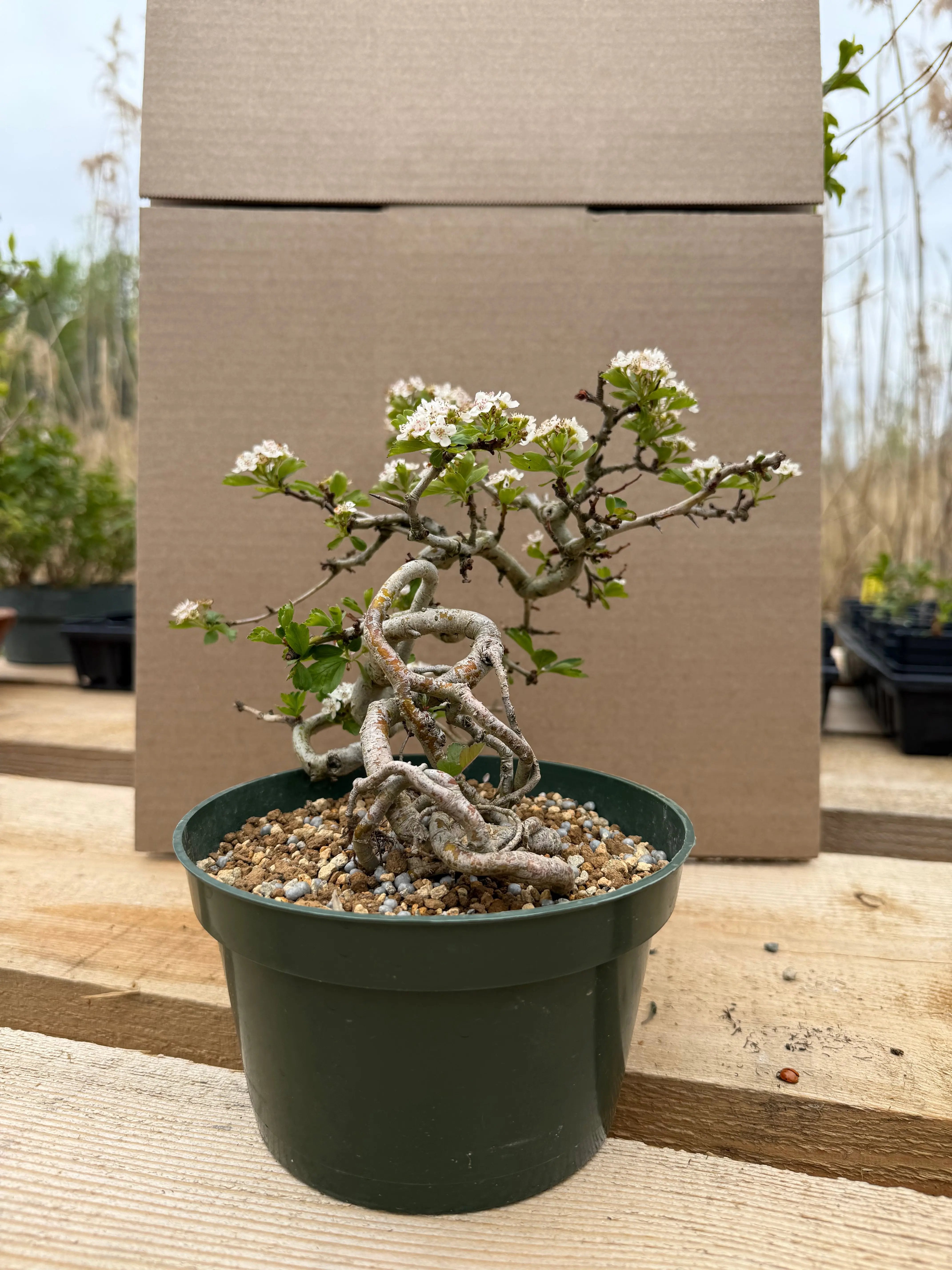 Crataegus cuneata 'Matsudaira' Canada Bonsai