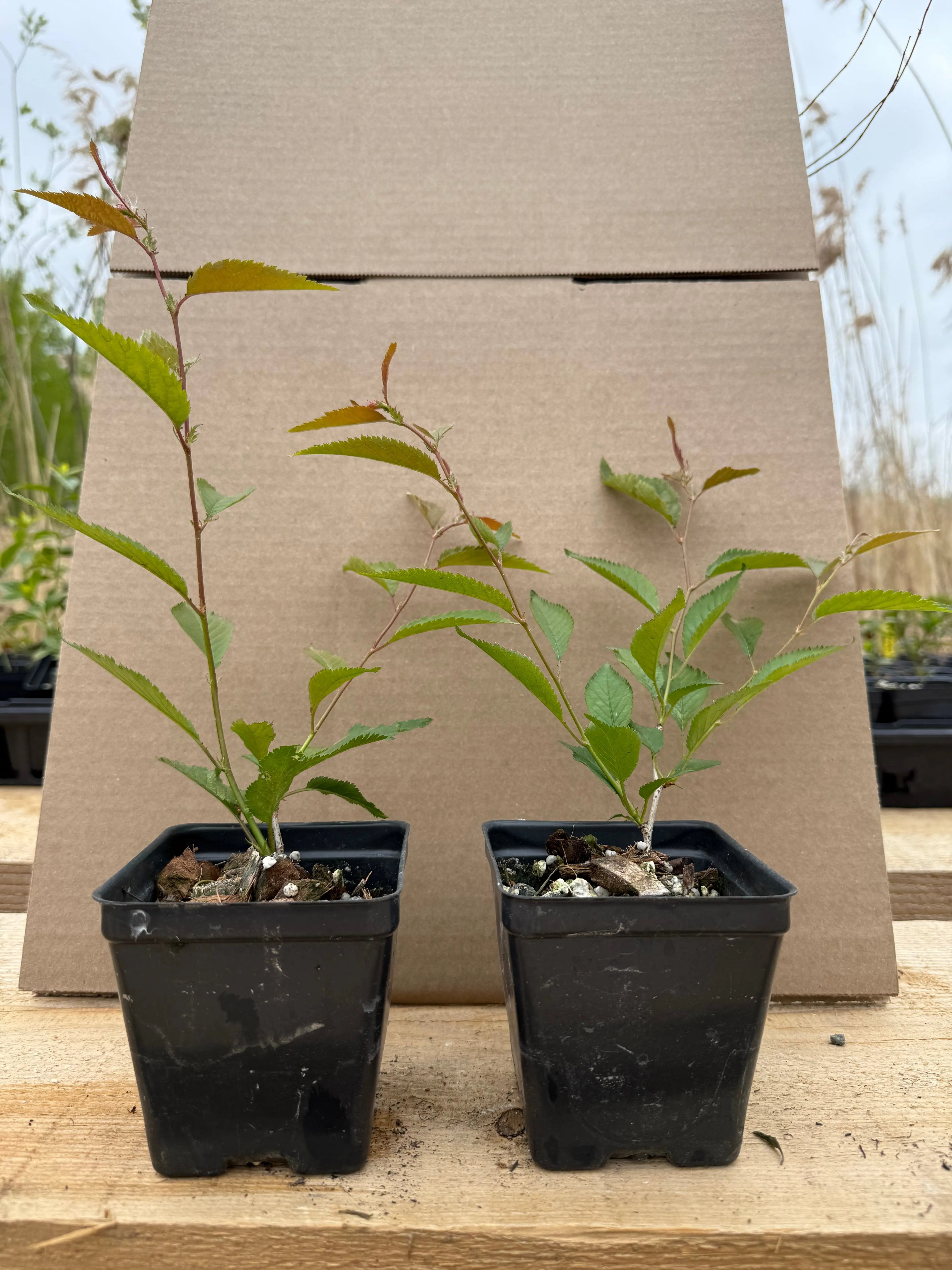 Prunus nipponica Canada Bonsai