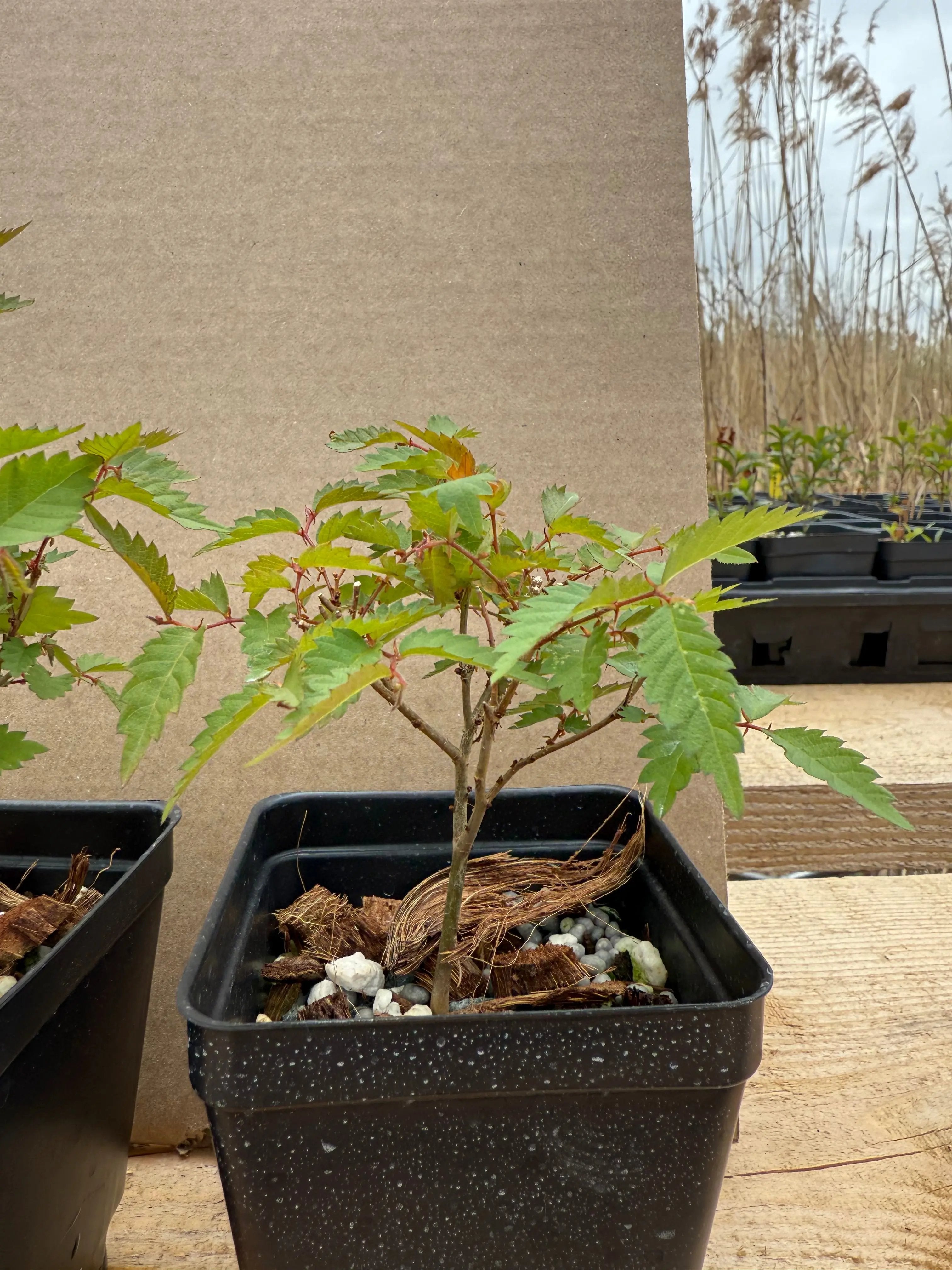 Zelkova serrata Canada Bonsai