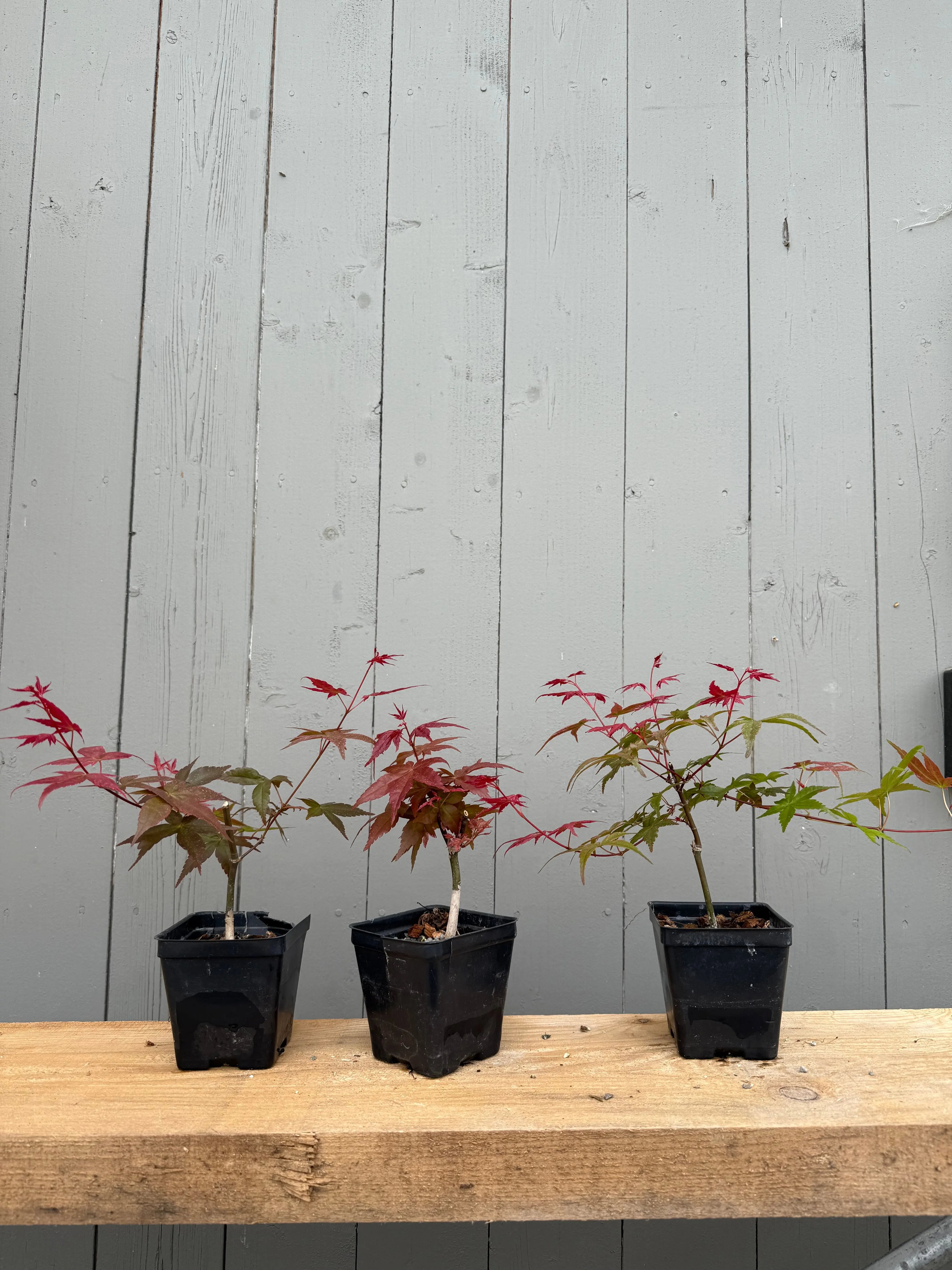 Acer palmatum 'Deshojo' (Cuttings) Canada Bonsai