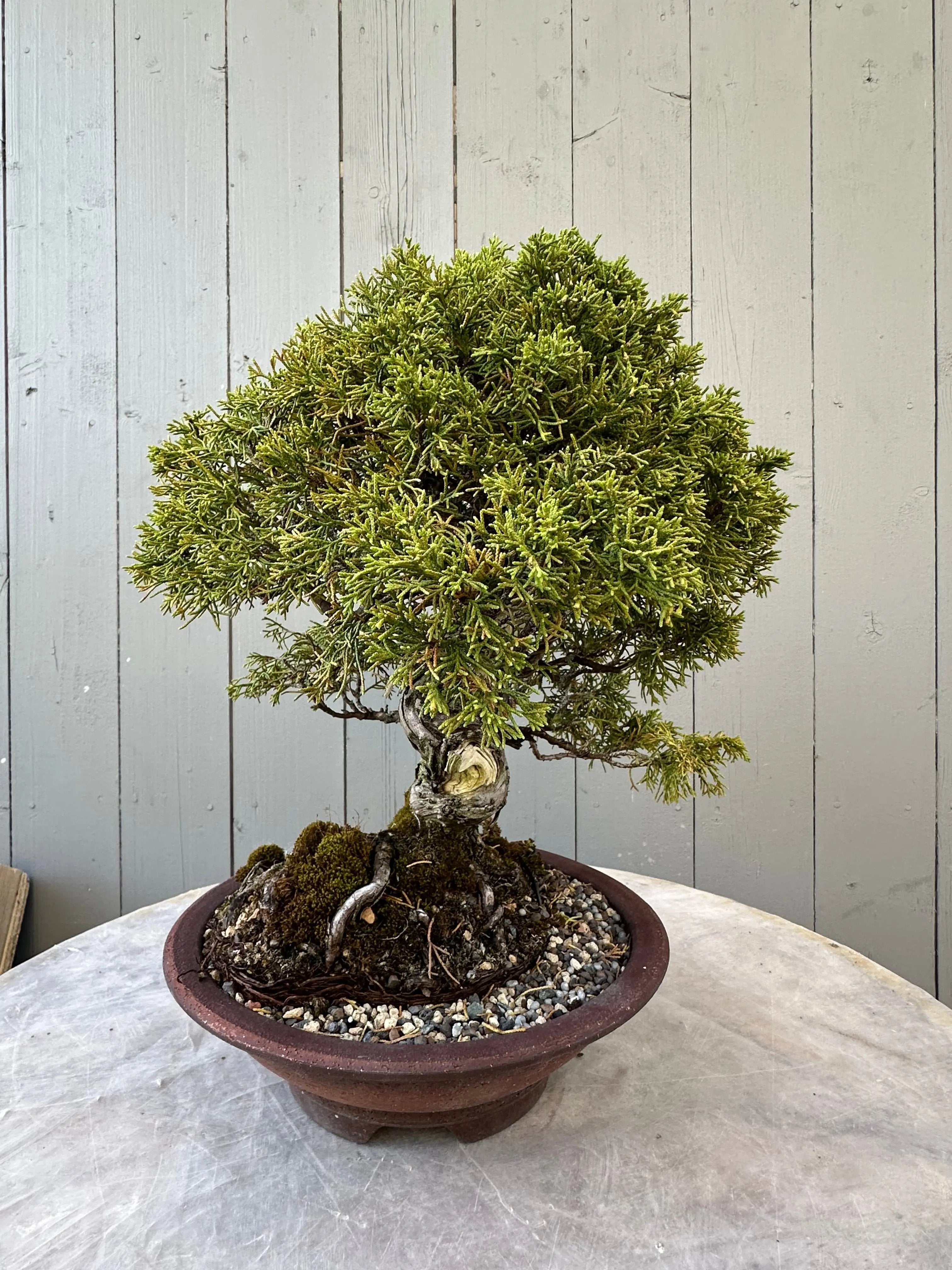 Juniper Itoigawa Canada Bonsai