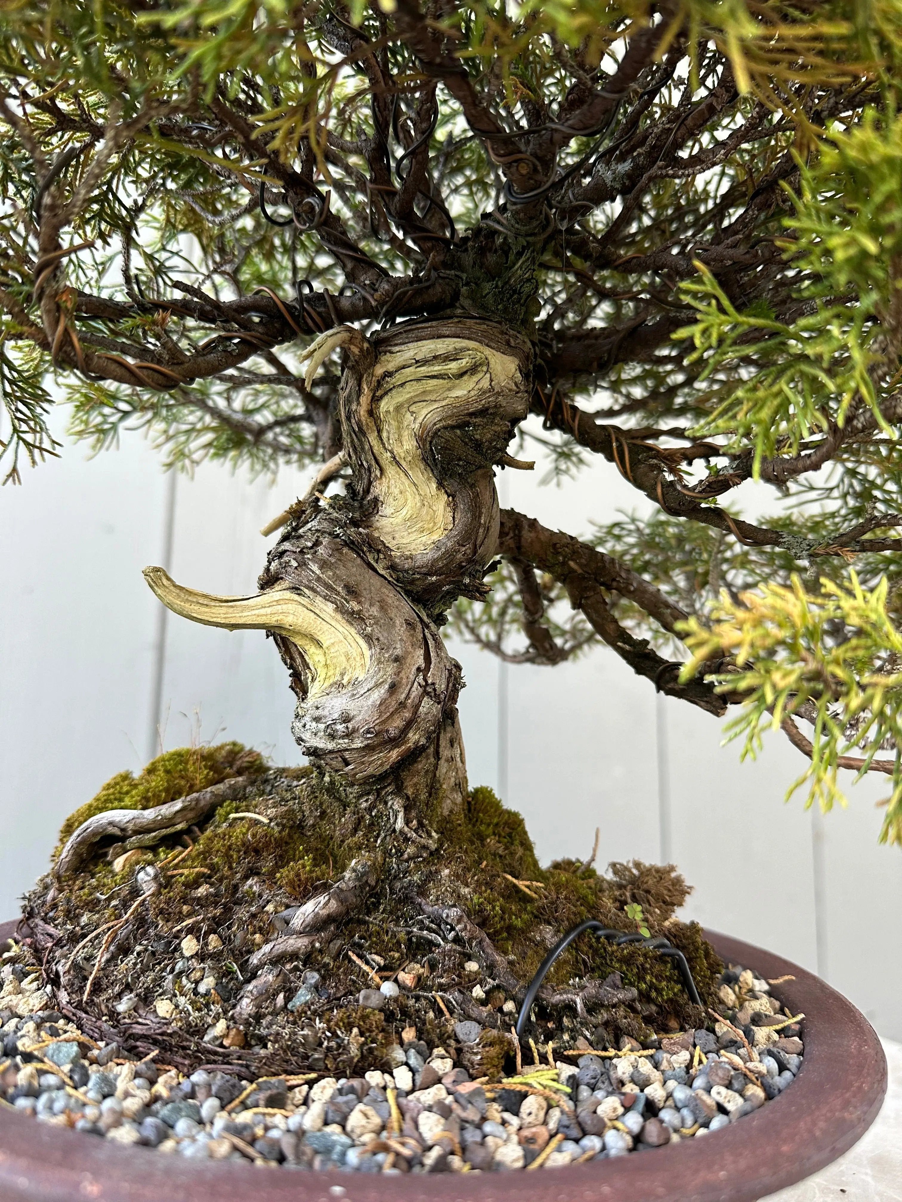 Juniper Itoigawa Canada Bonsai