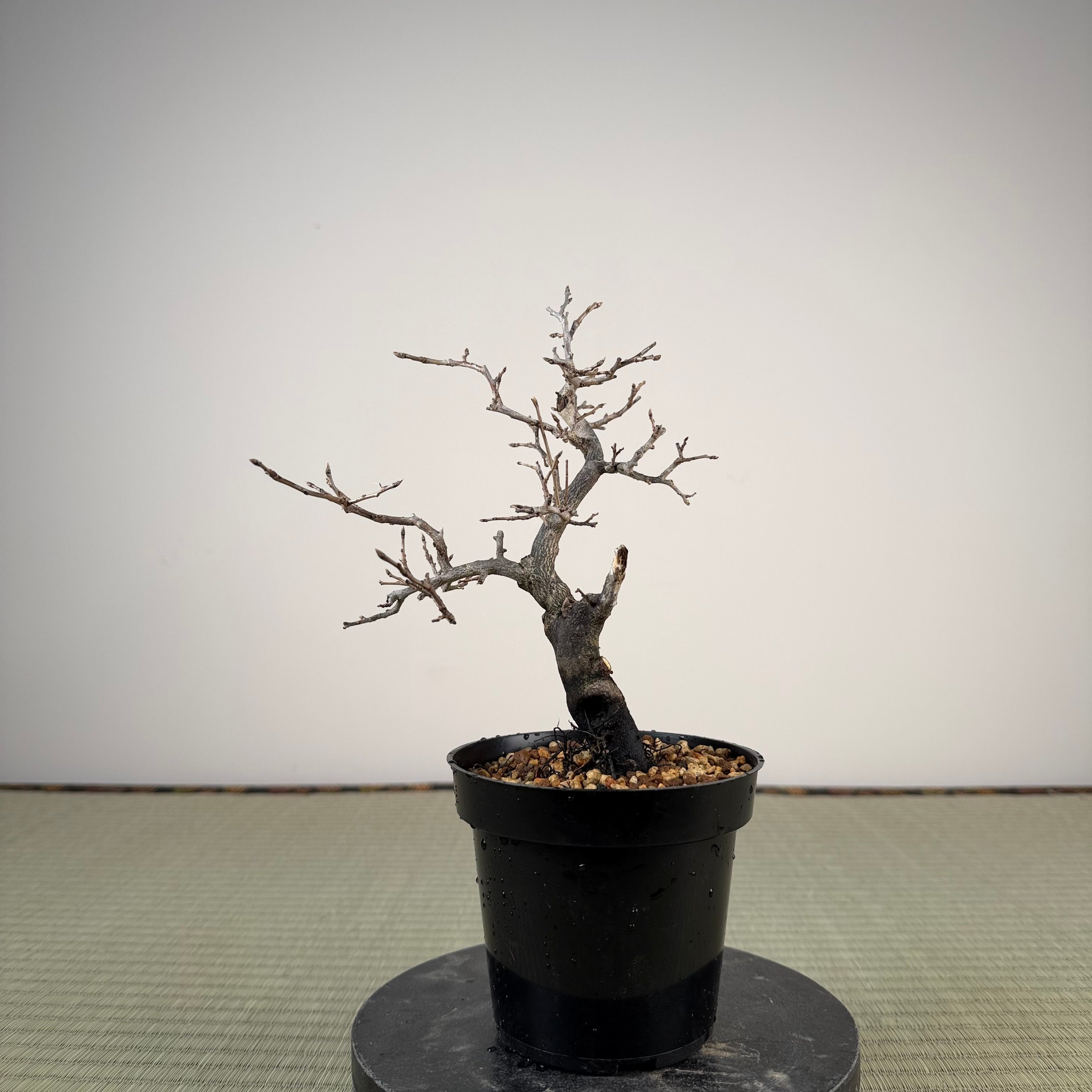 Diospyros rhombifolia (mâle)