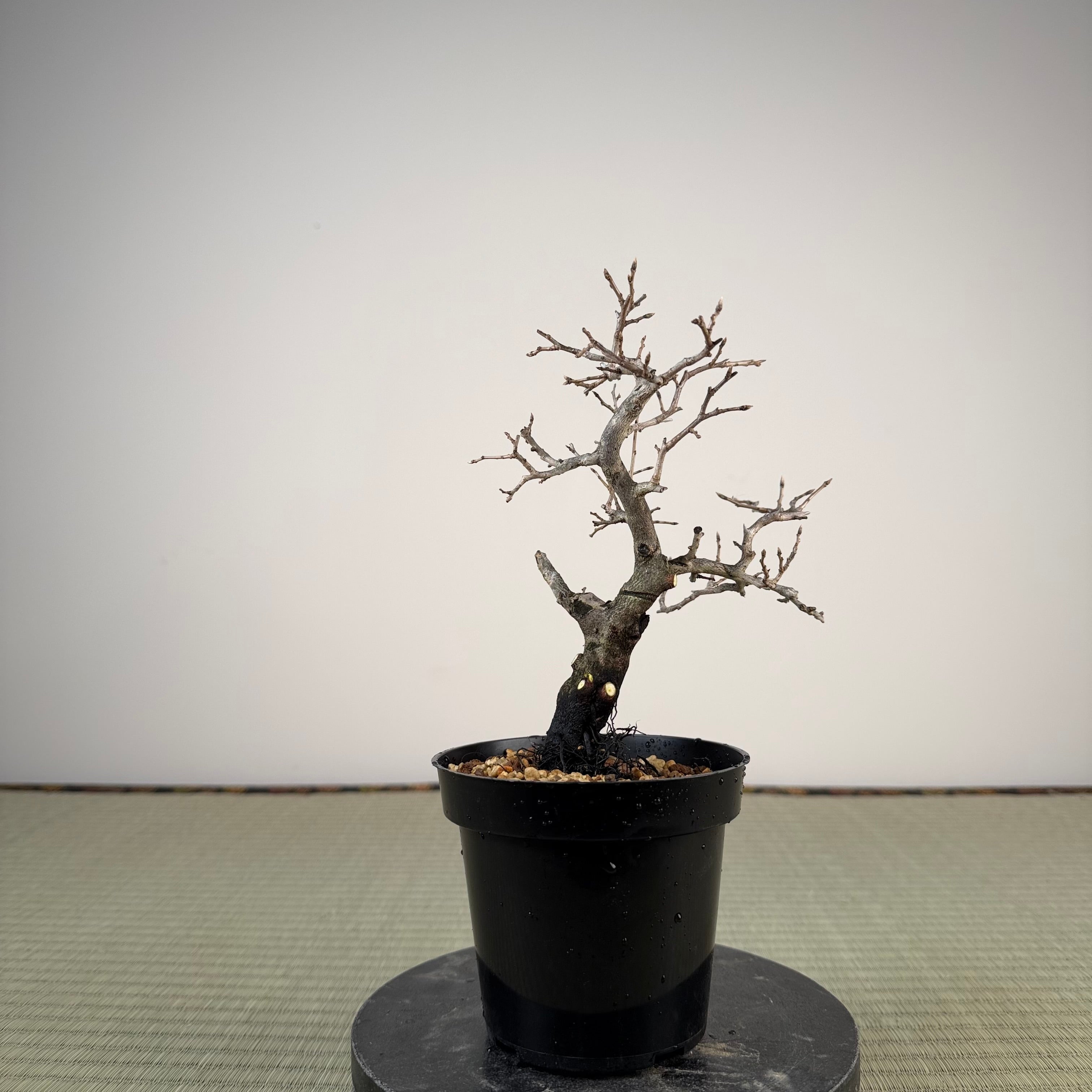 Diospyros rhombifolia (mâle)