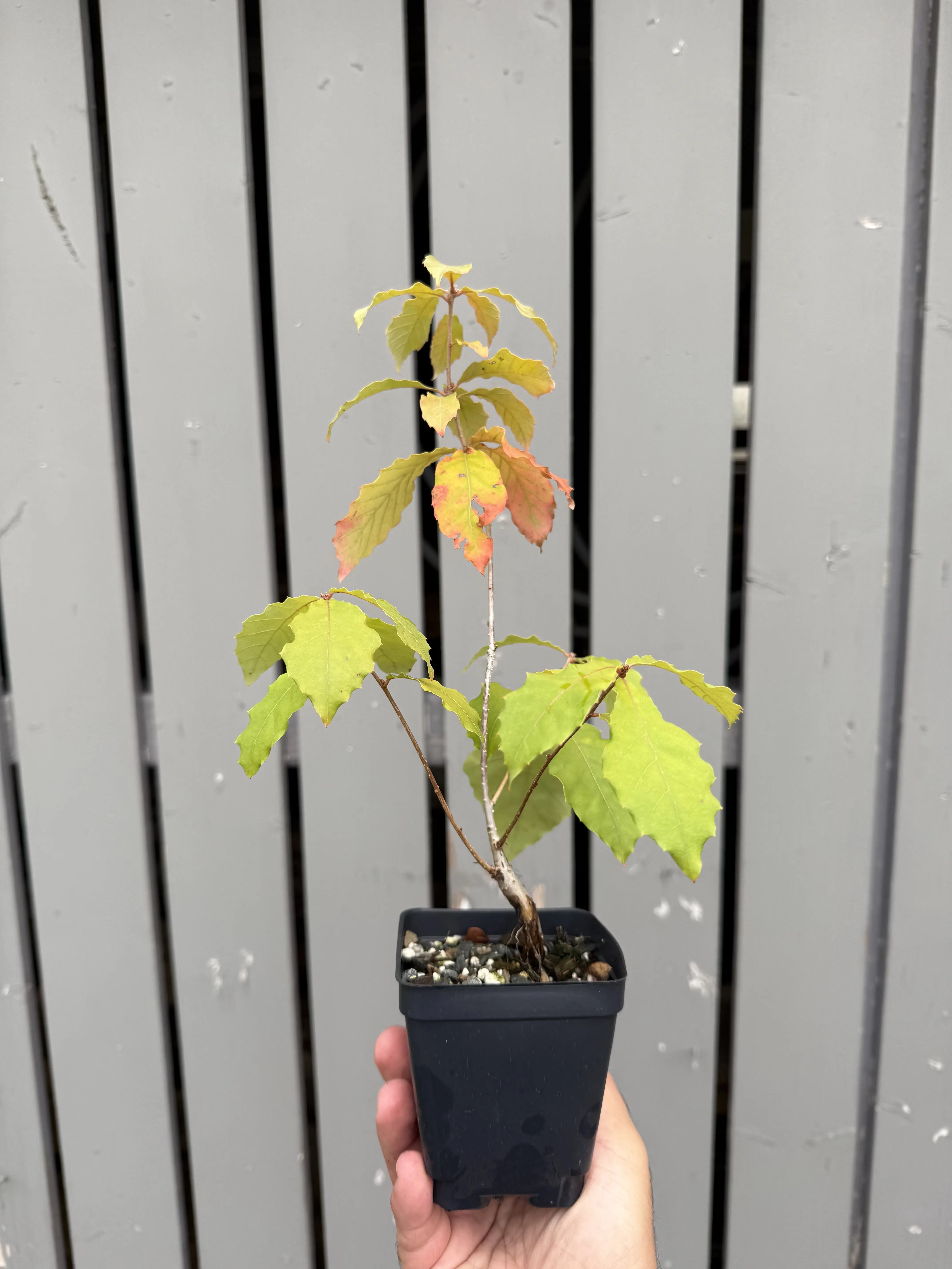 Quercus Serrata #2 Canada Bonsai