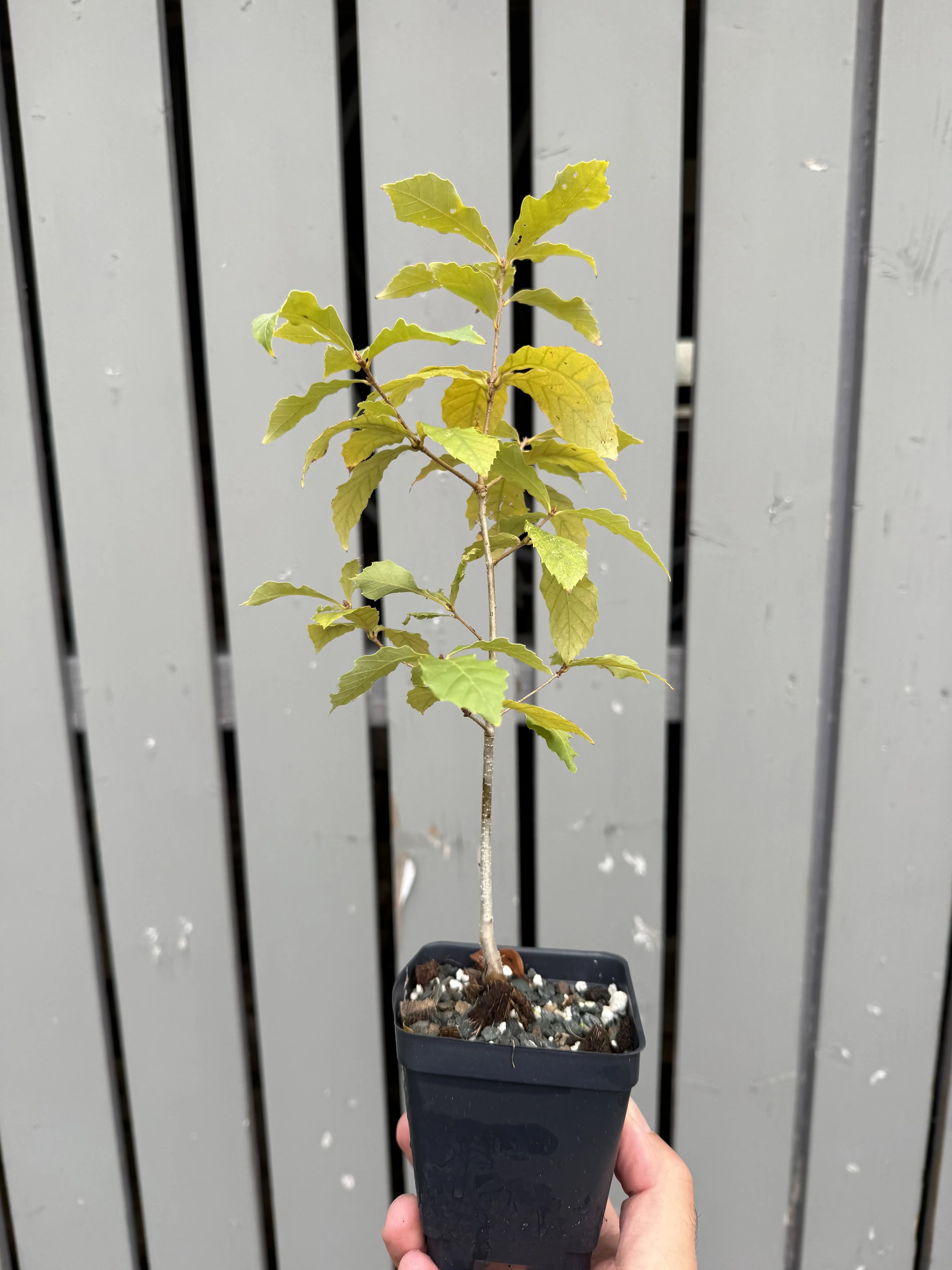 Quercus Serrata #3 Canada Bonsai