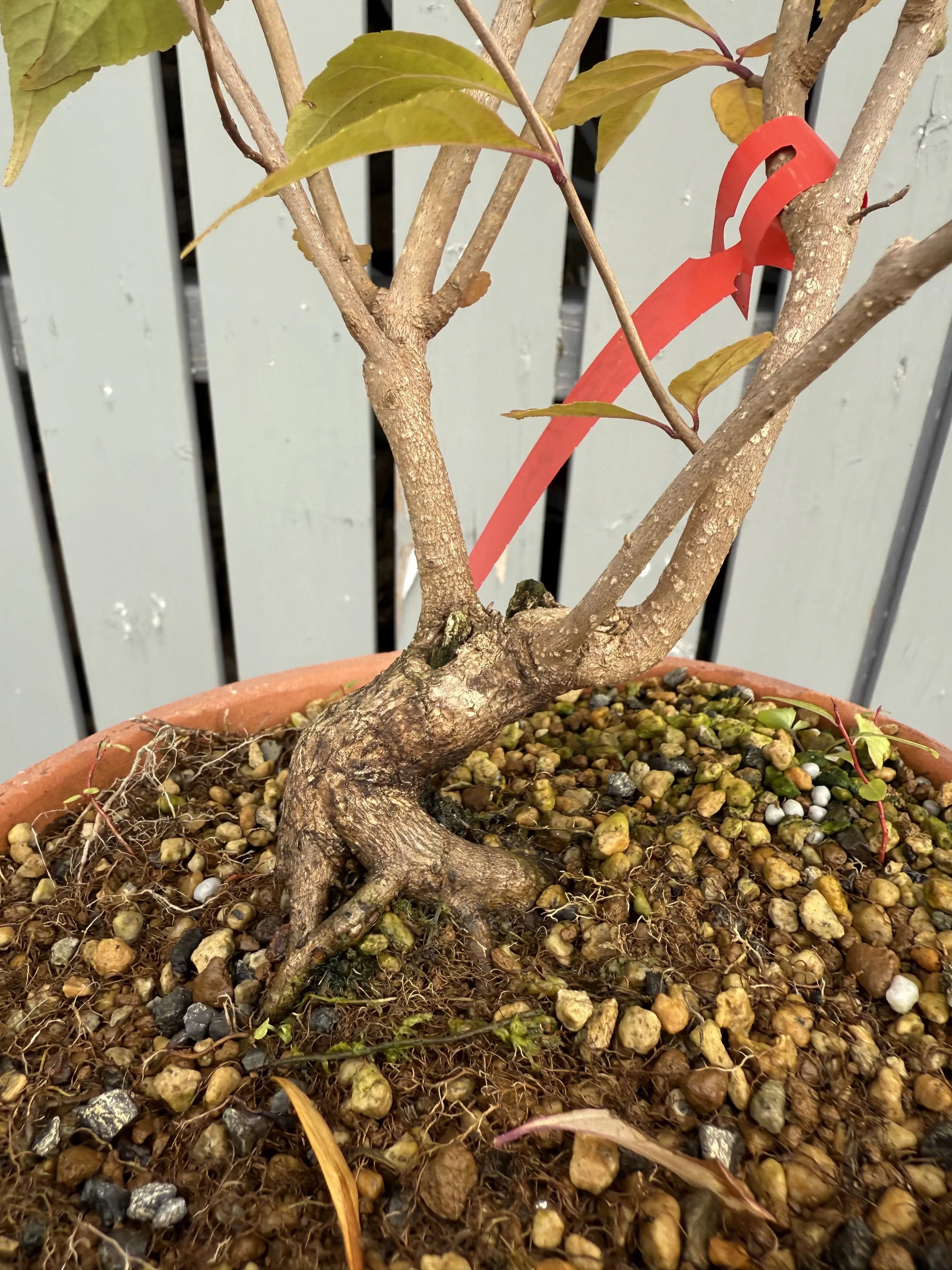 Callicarpa #1 Canada Bonsai