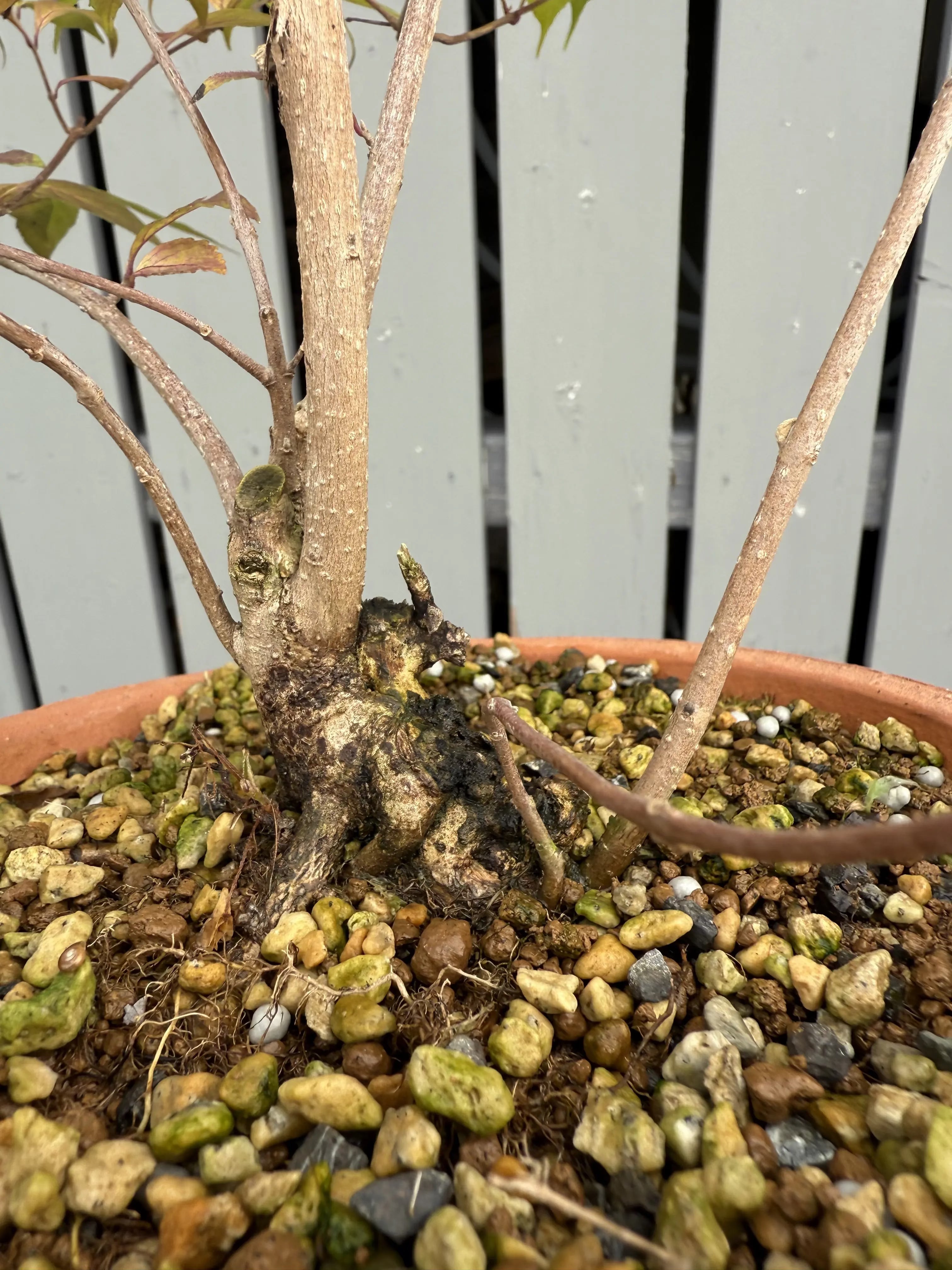 Callicarpa #2 Canada Bonsai