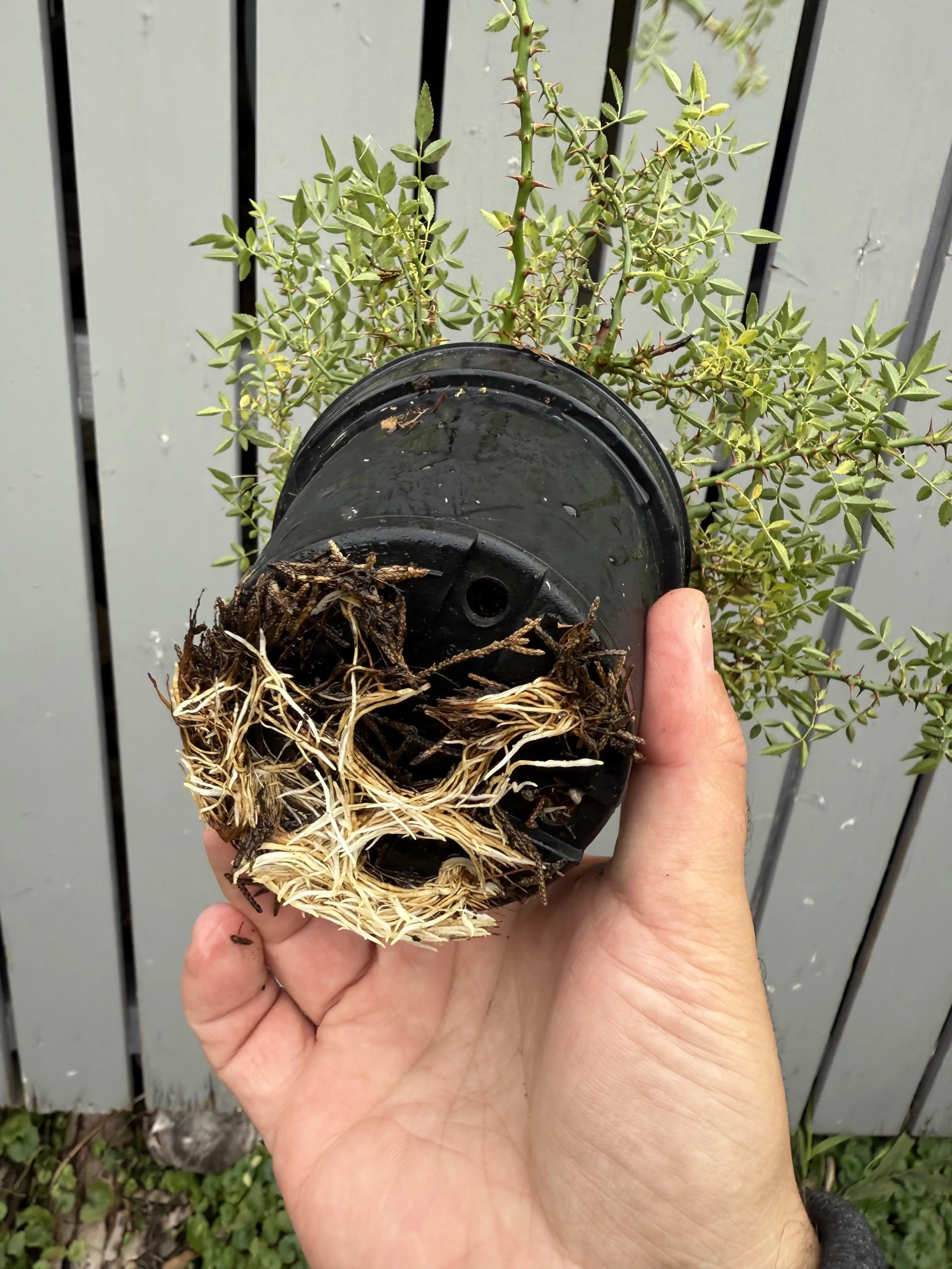 Rosa #1 Canada Bonsai