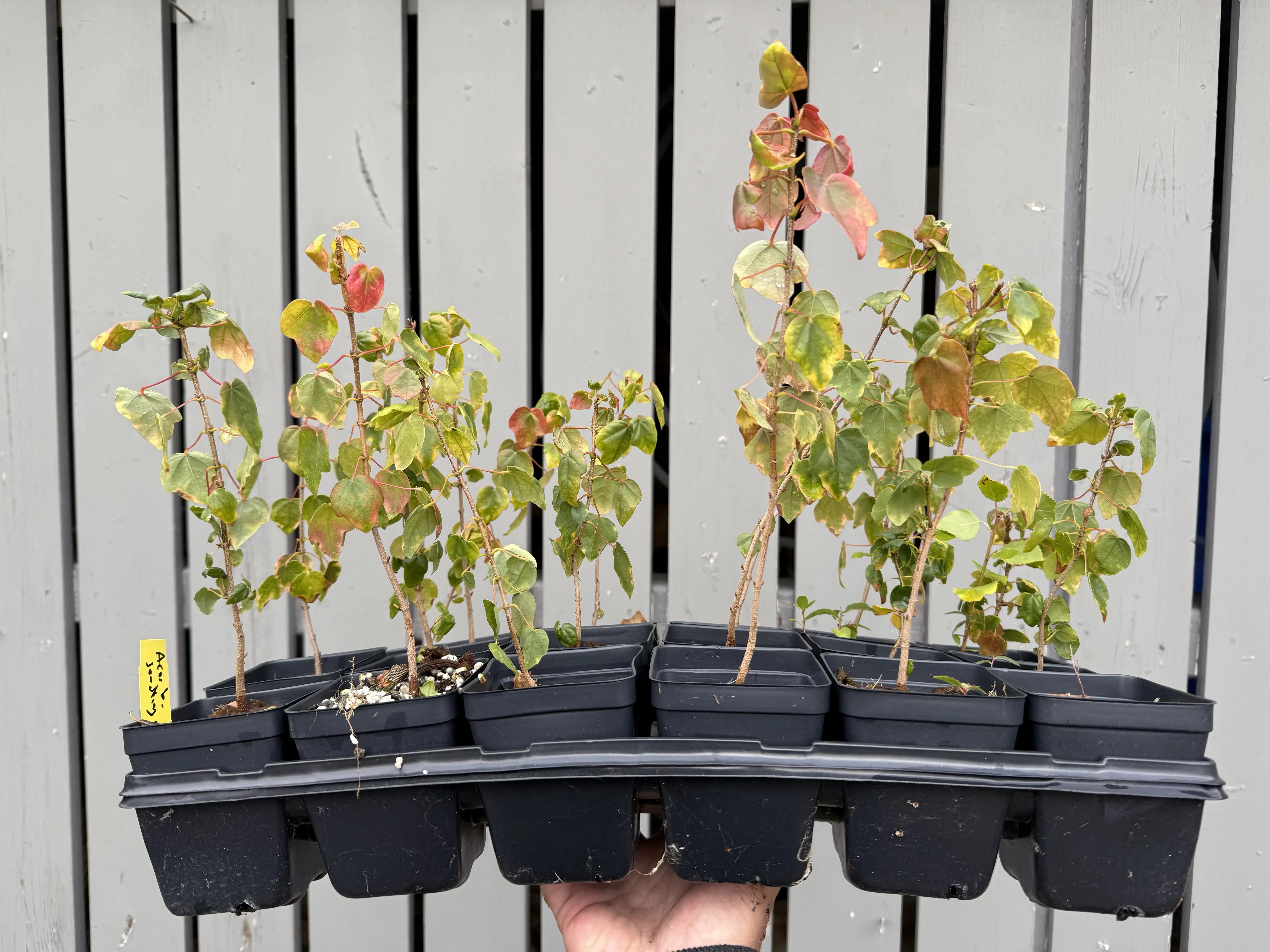 Acer buergerianum (seed-grown) Canada Bonsai