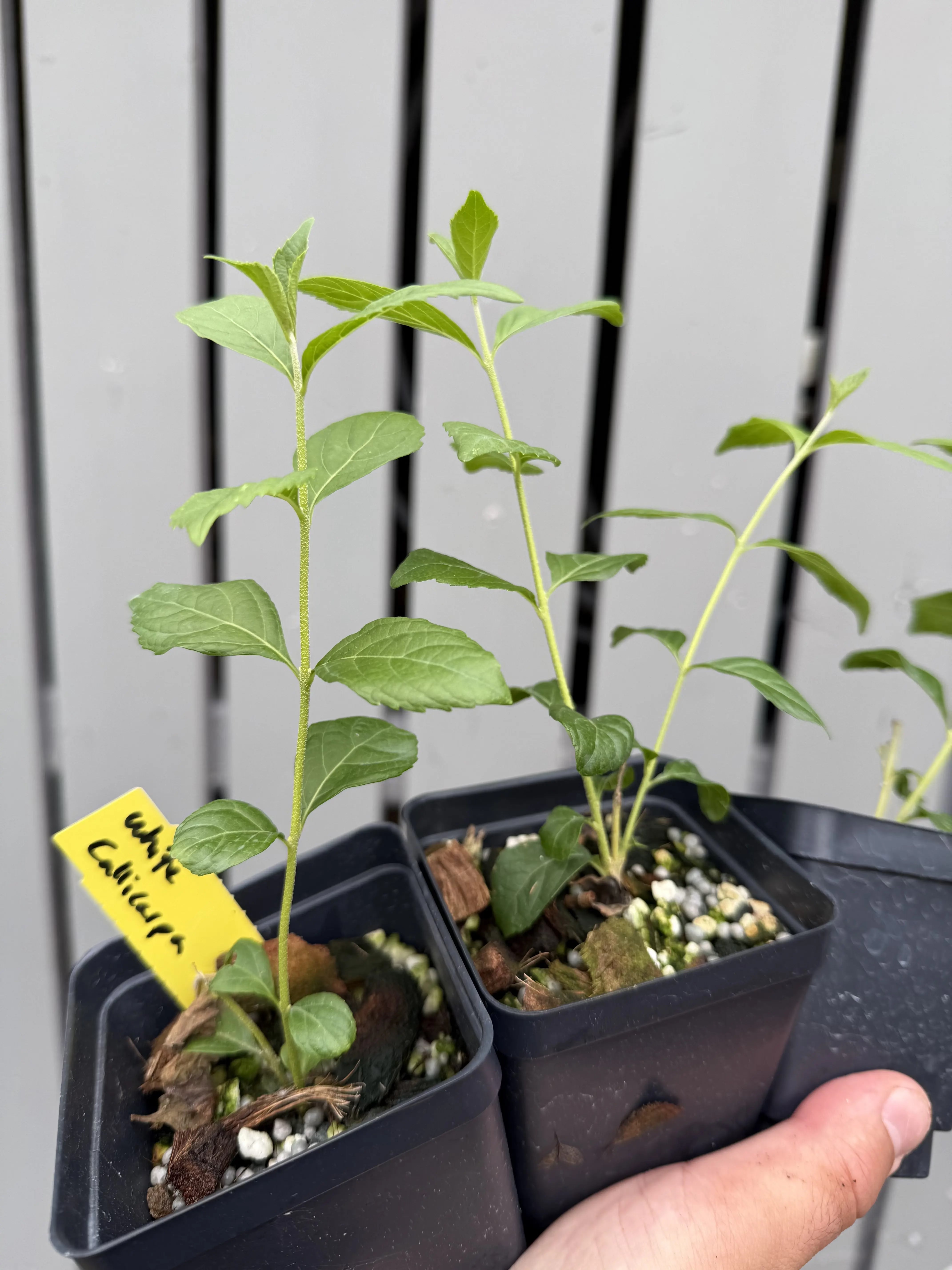 Callicarpa (White berries) Canada Bonsai