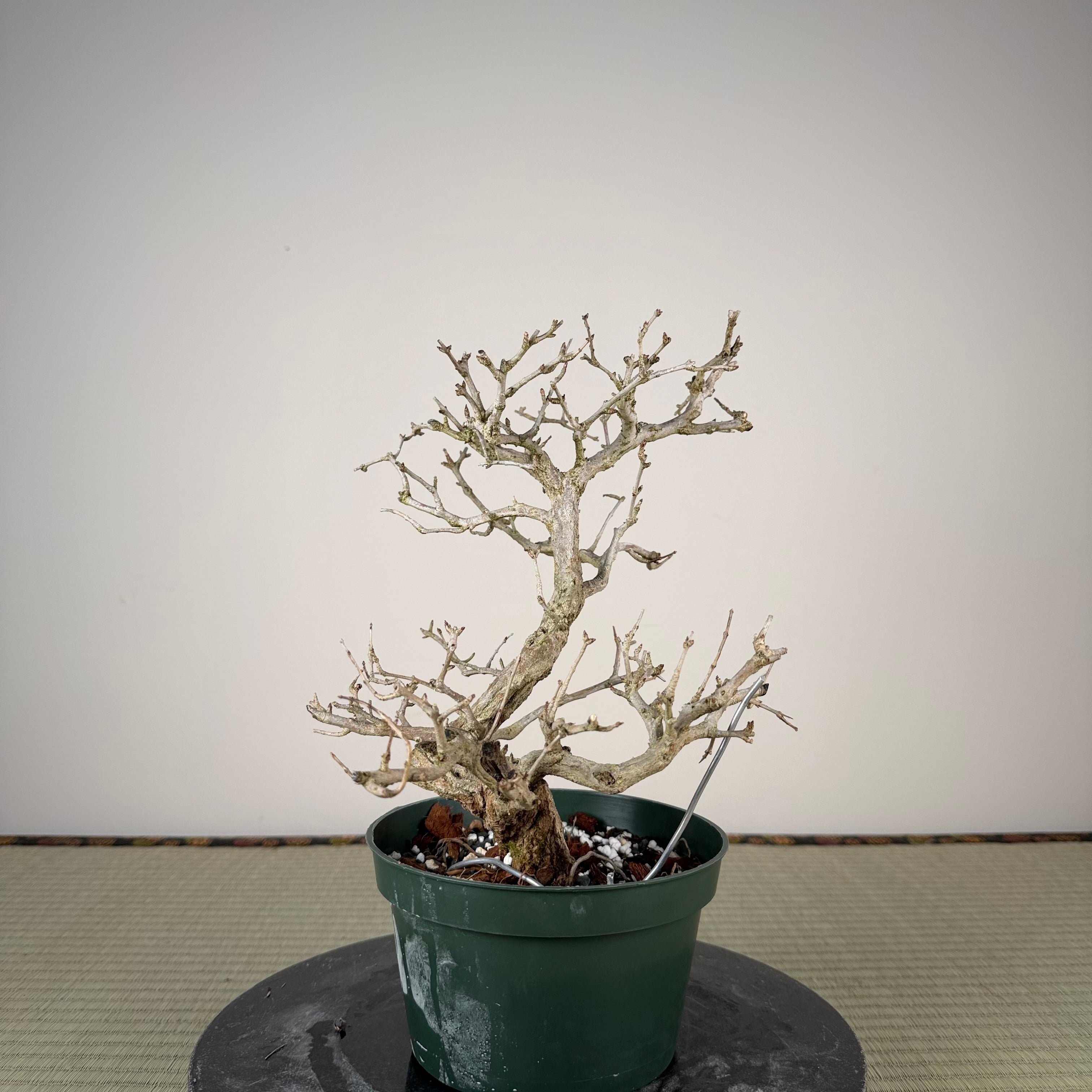 Punica granatum