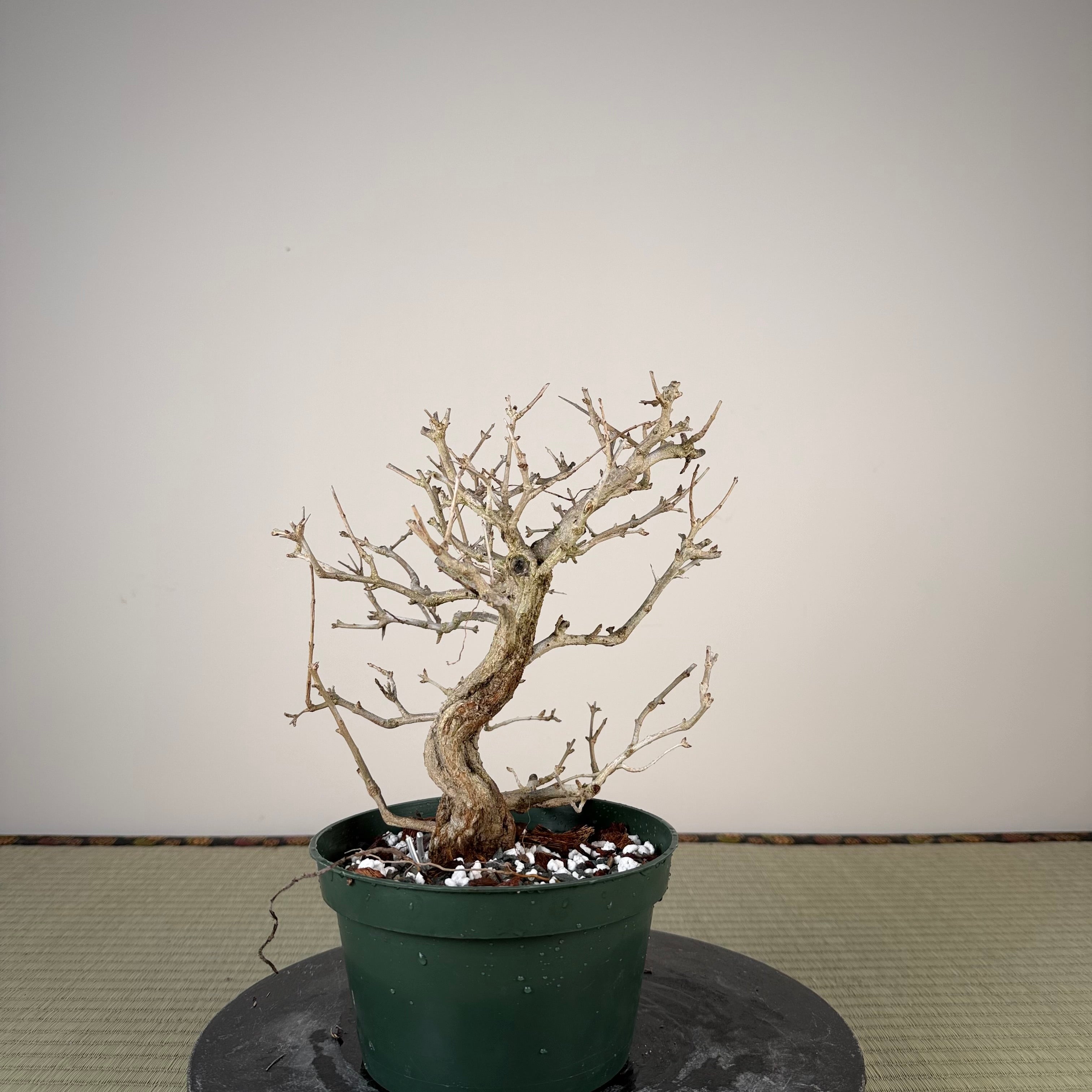 Punica granatum