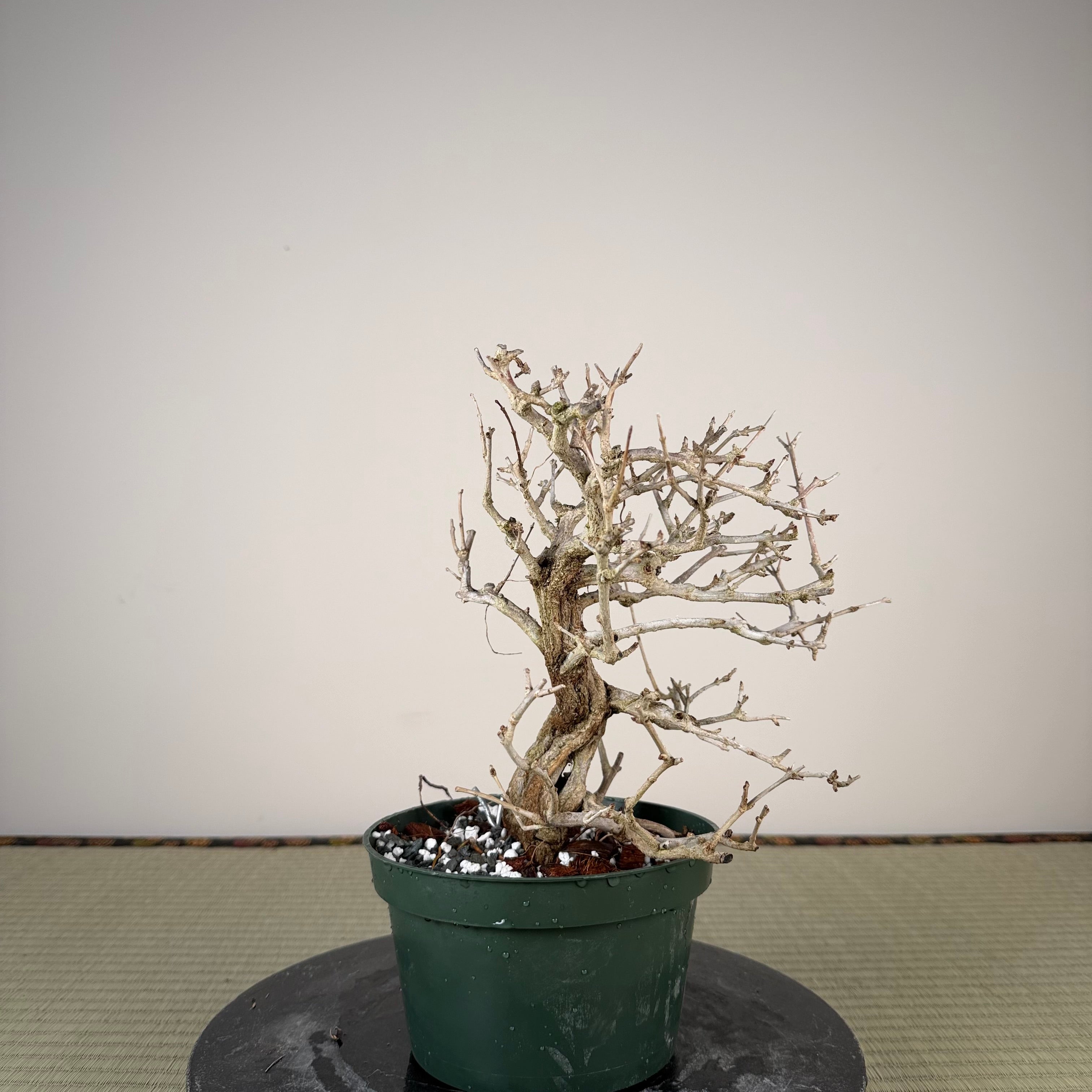 Punica granatum