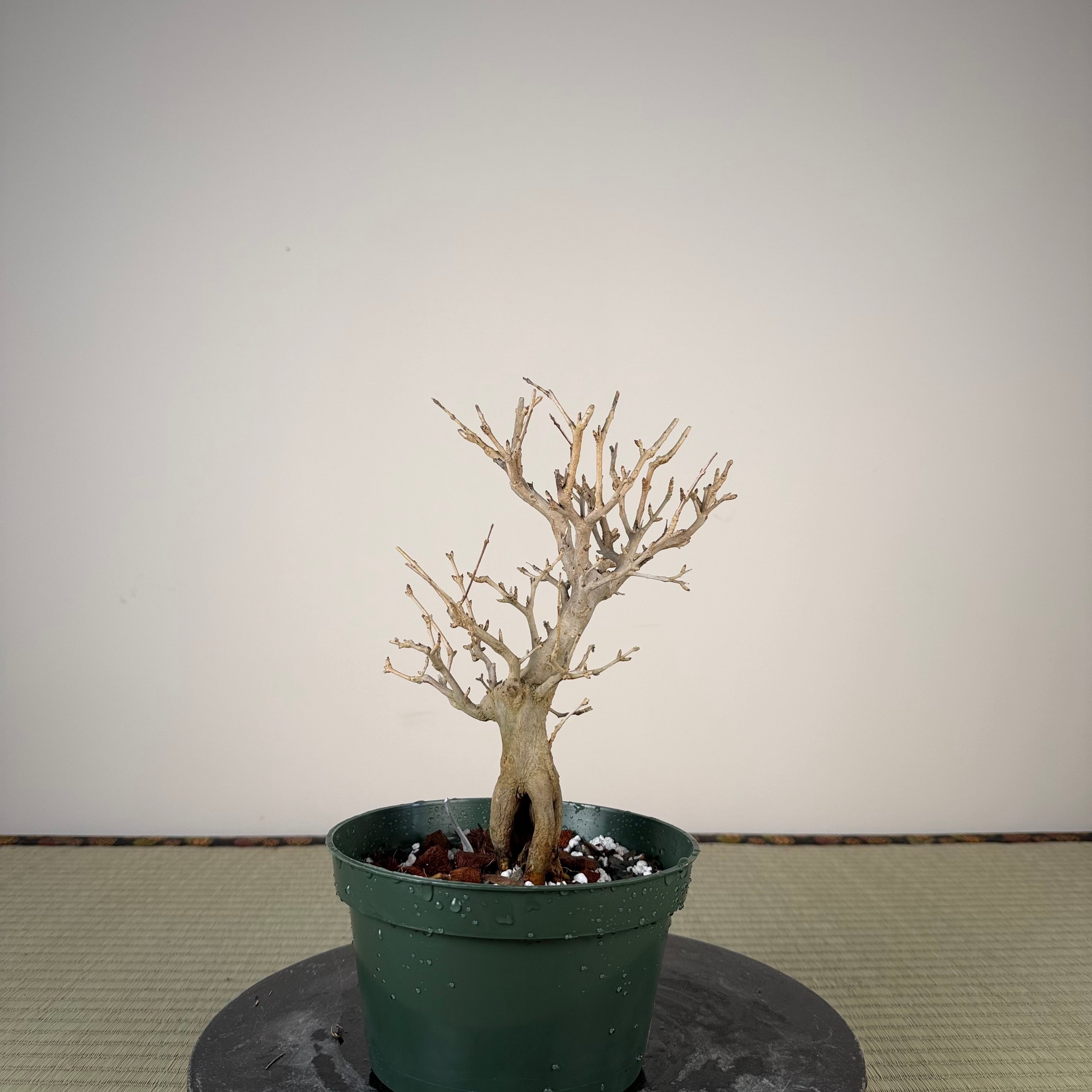 Punica granatum
