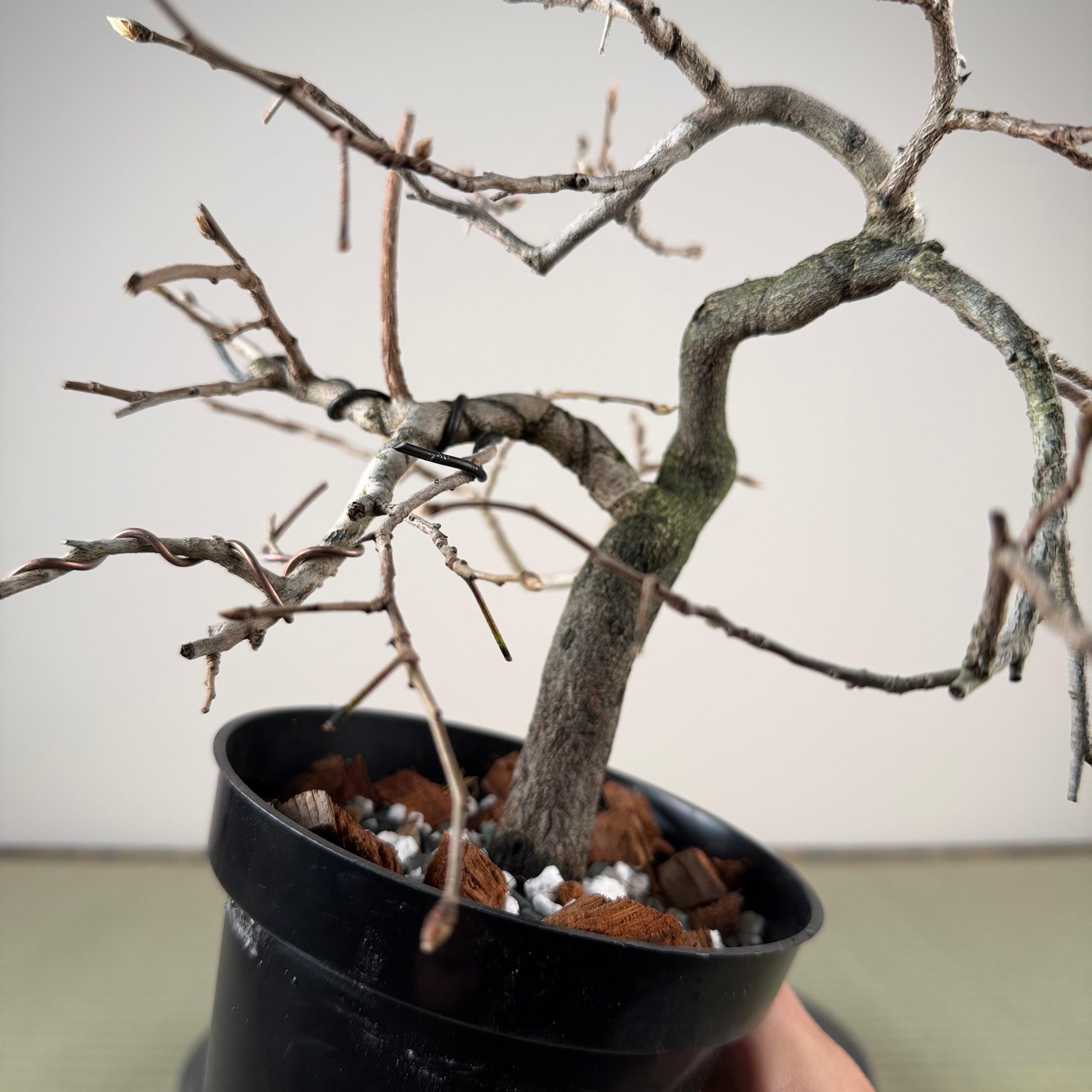 Diospyros rhombifolia