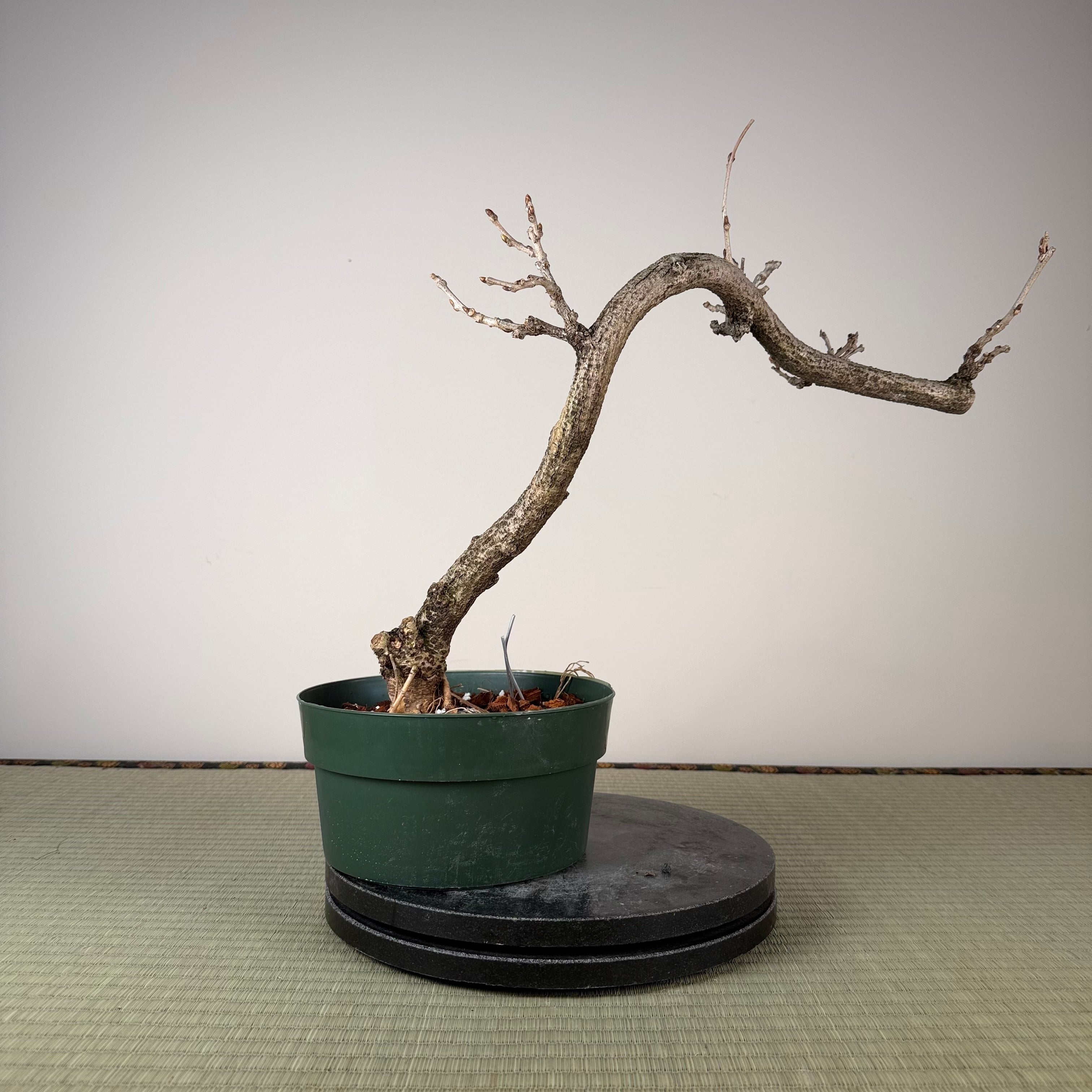 Wisteria floribunda