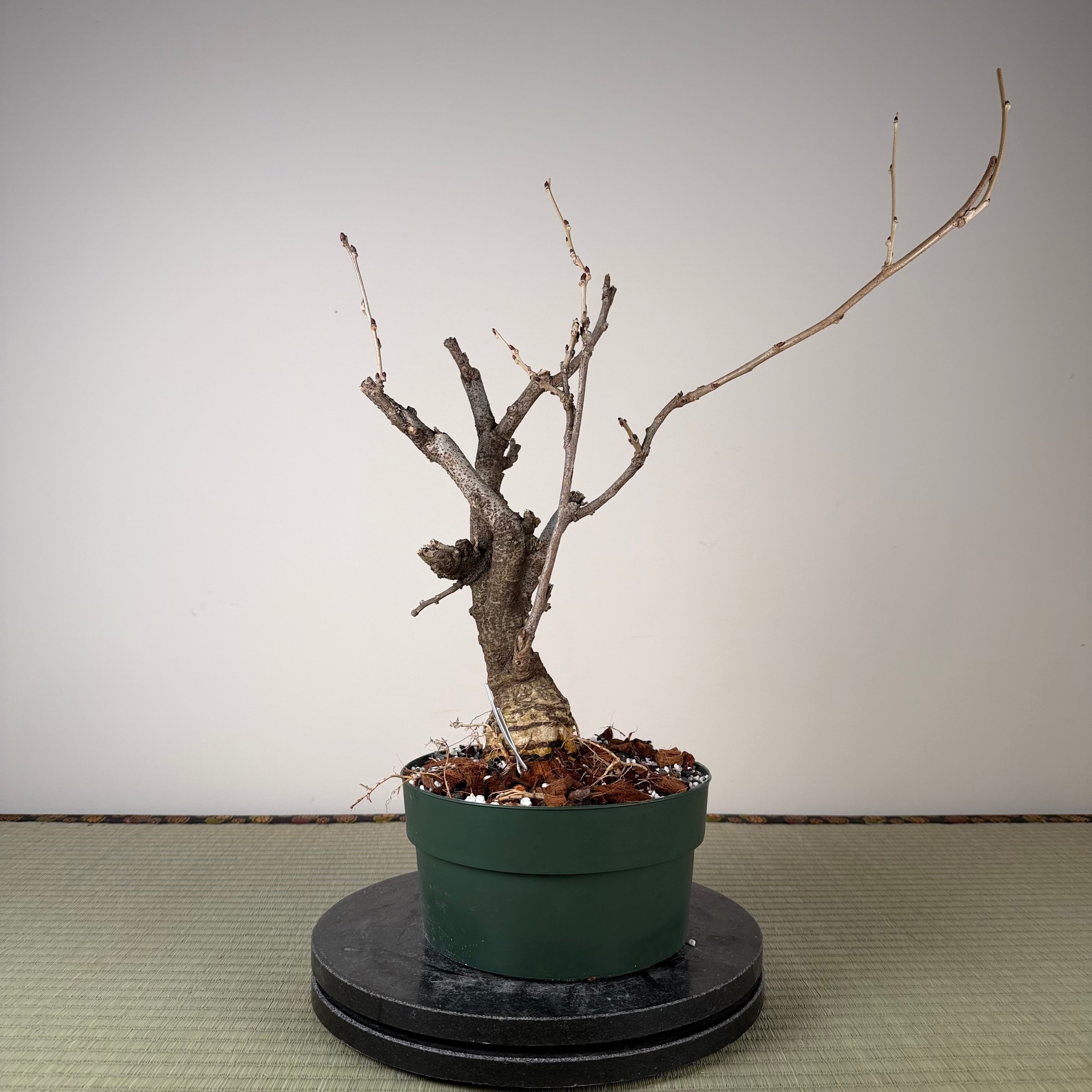 Wisteria floribunda