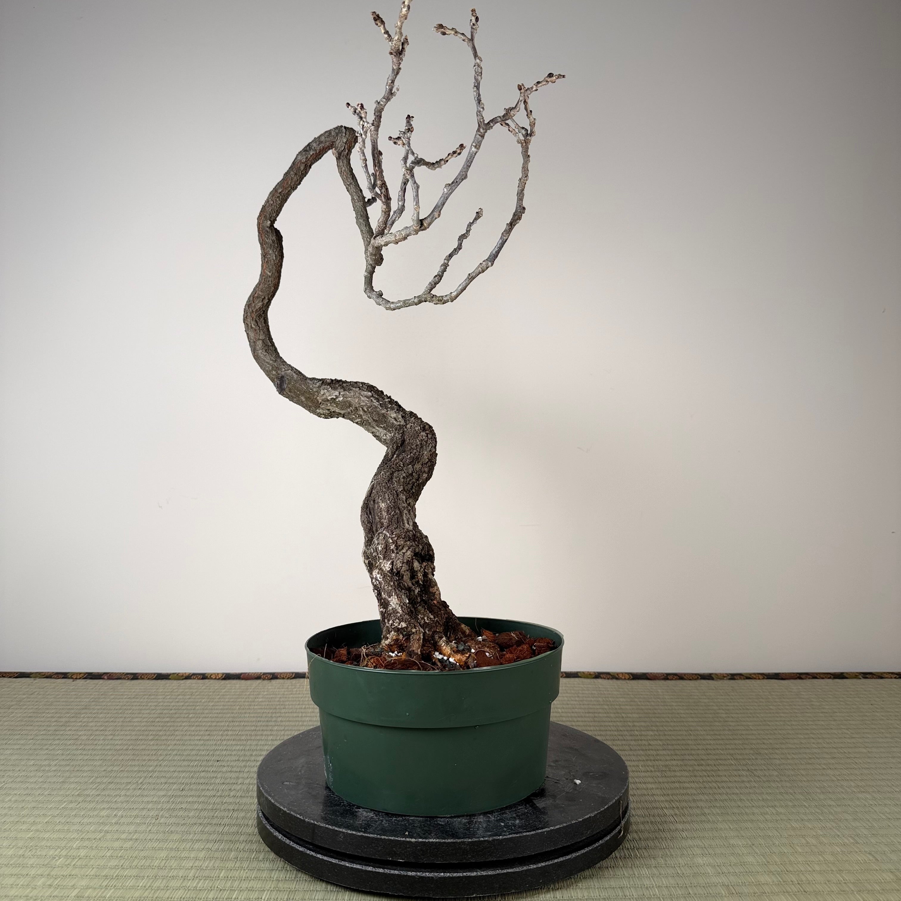 Wisteria floribunda