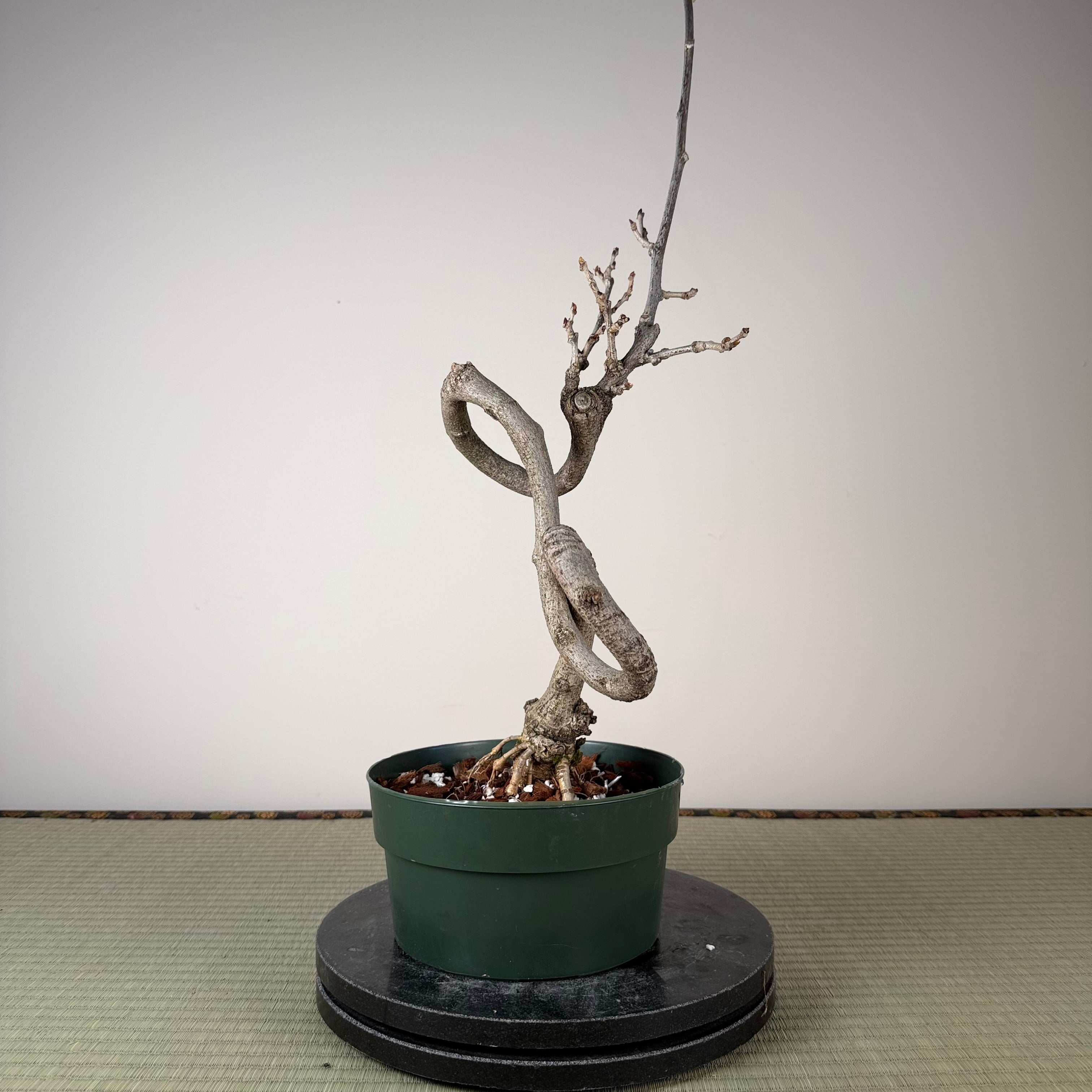 Glycine floribunda