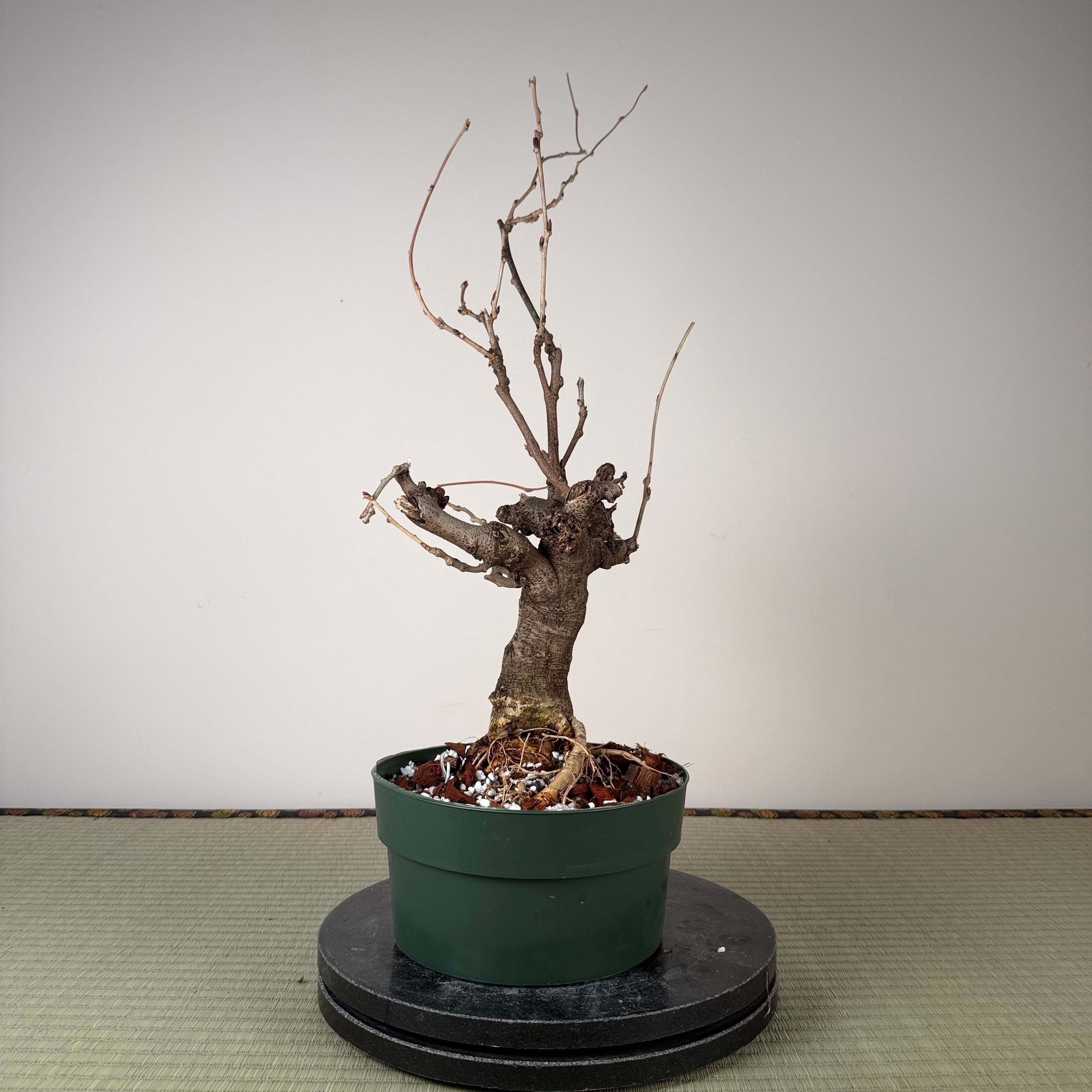 Wisteria floribunda