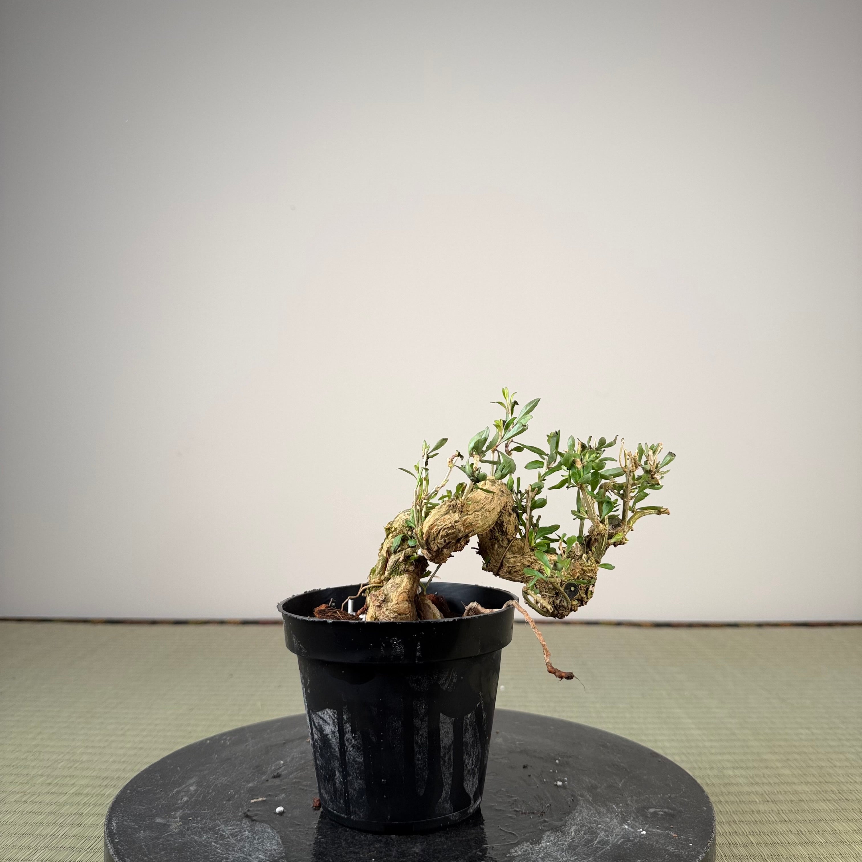 Lycium chinense (au choix du chef)