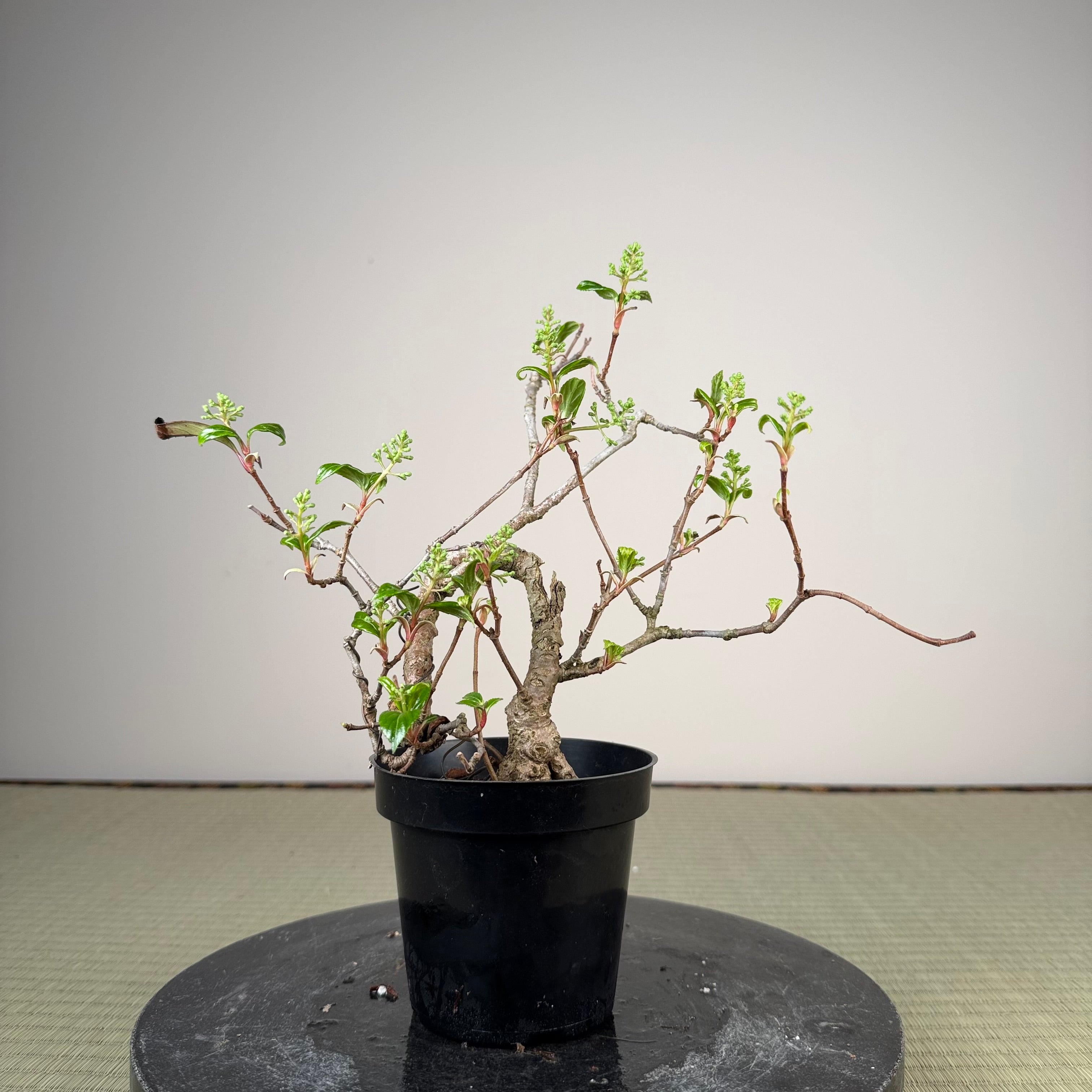 Kadsura japonica