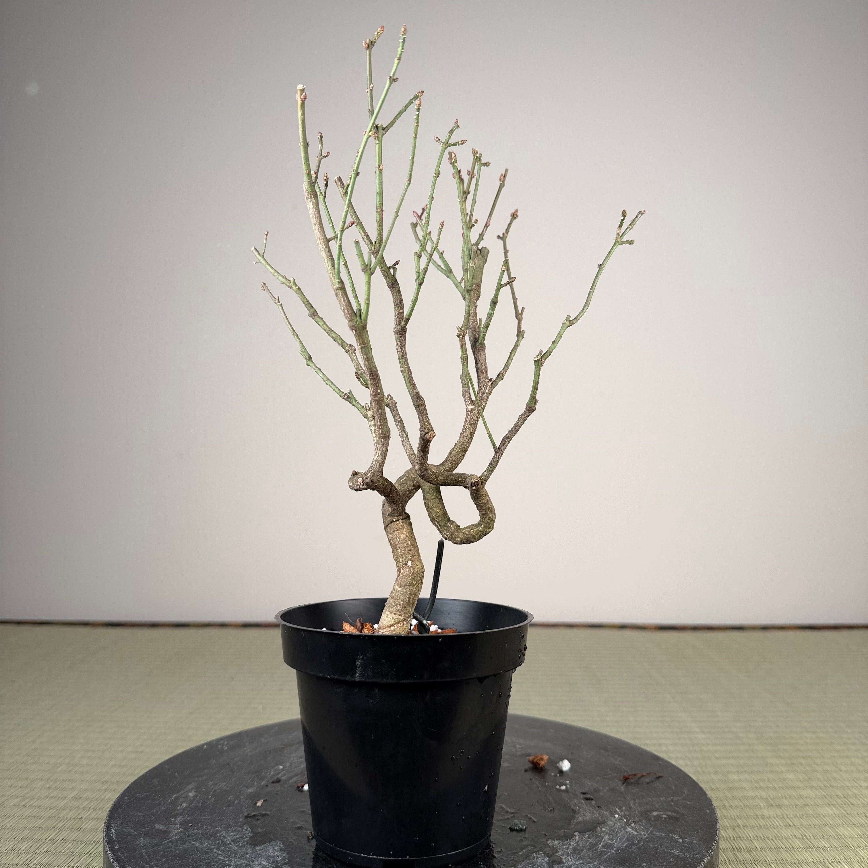 Euonymus