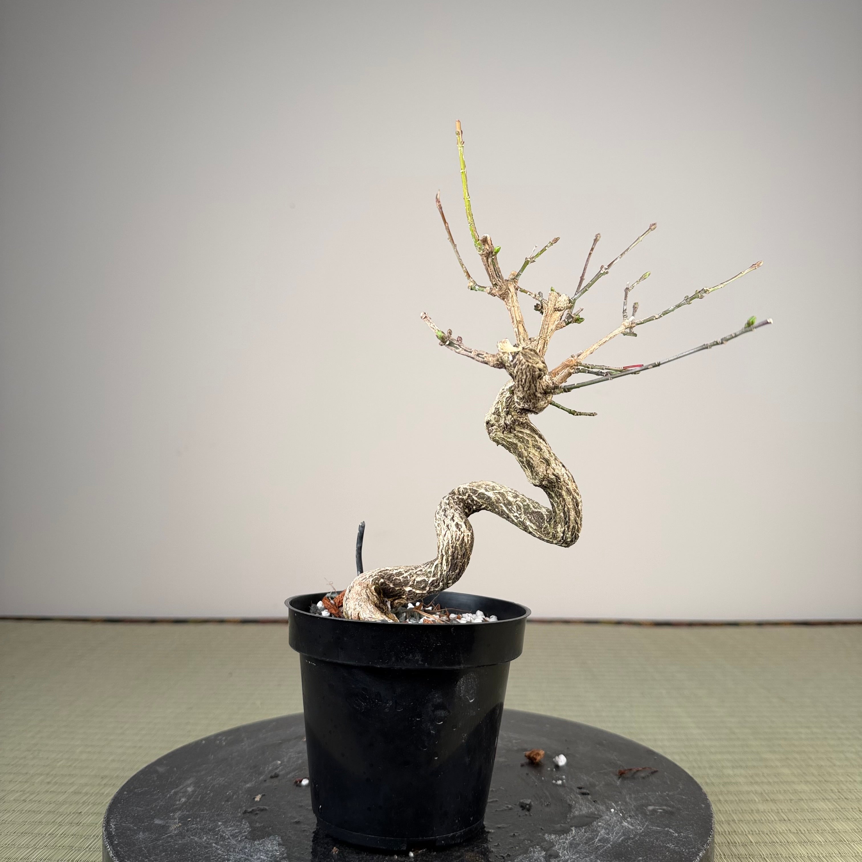 Euonymus