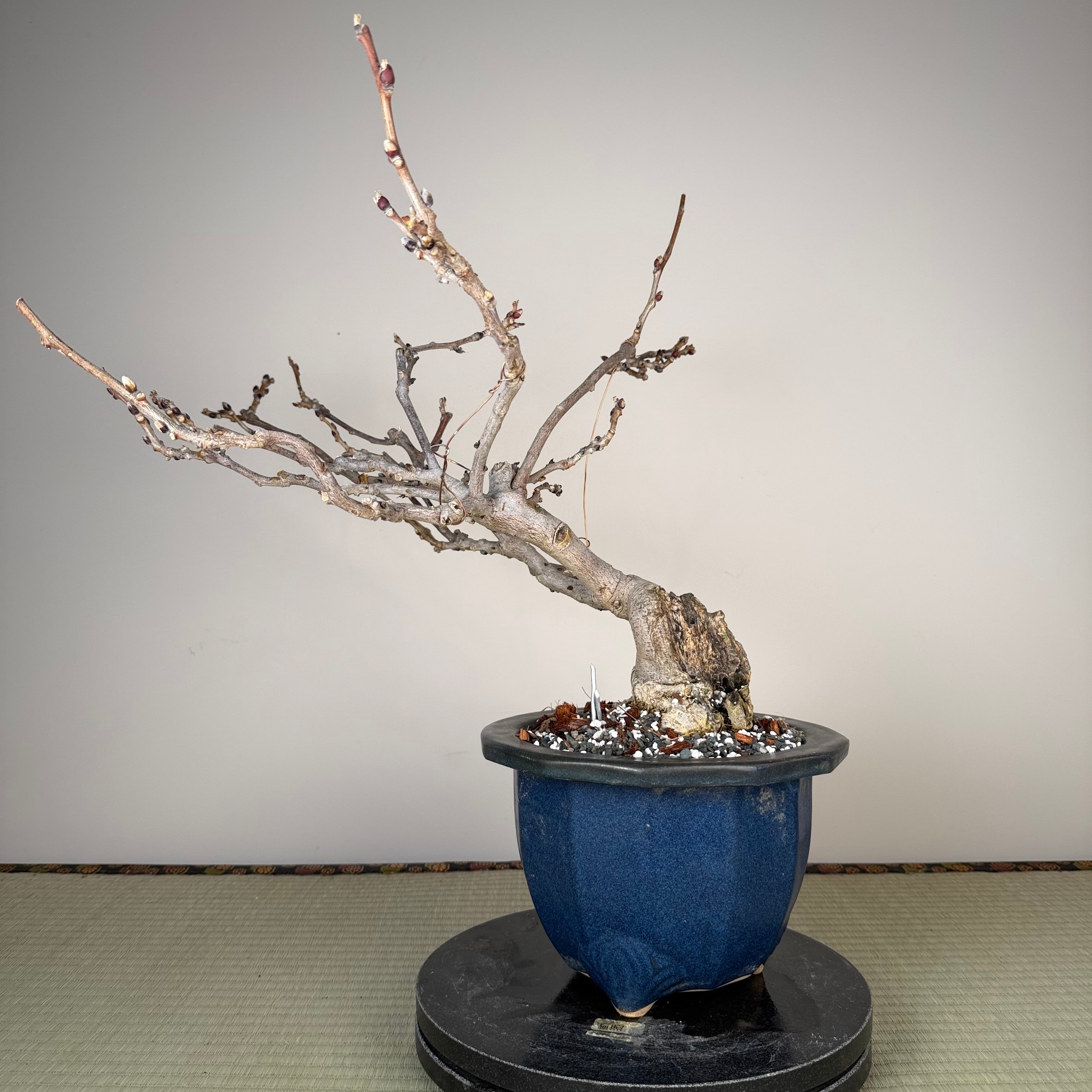 Glycine floribunda