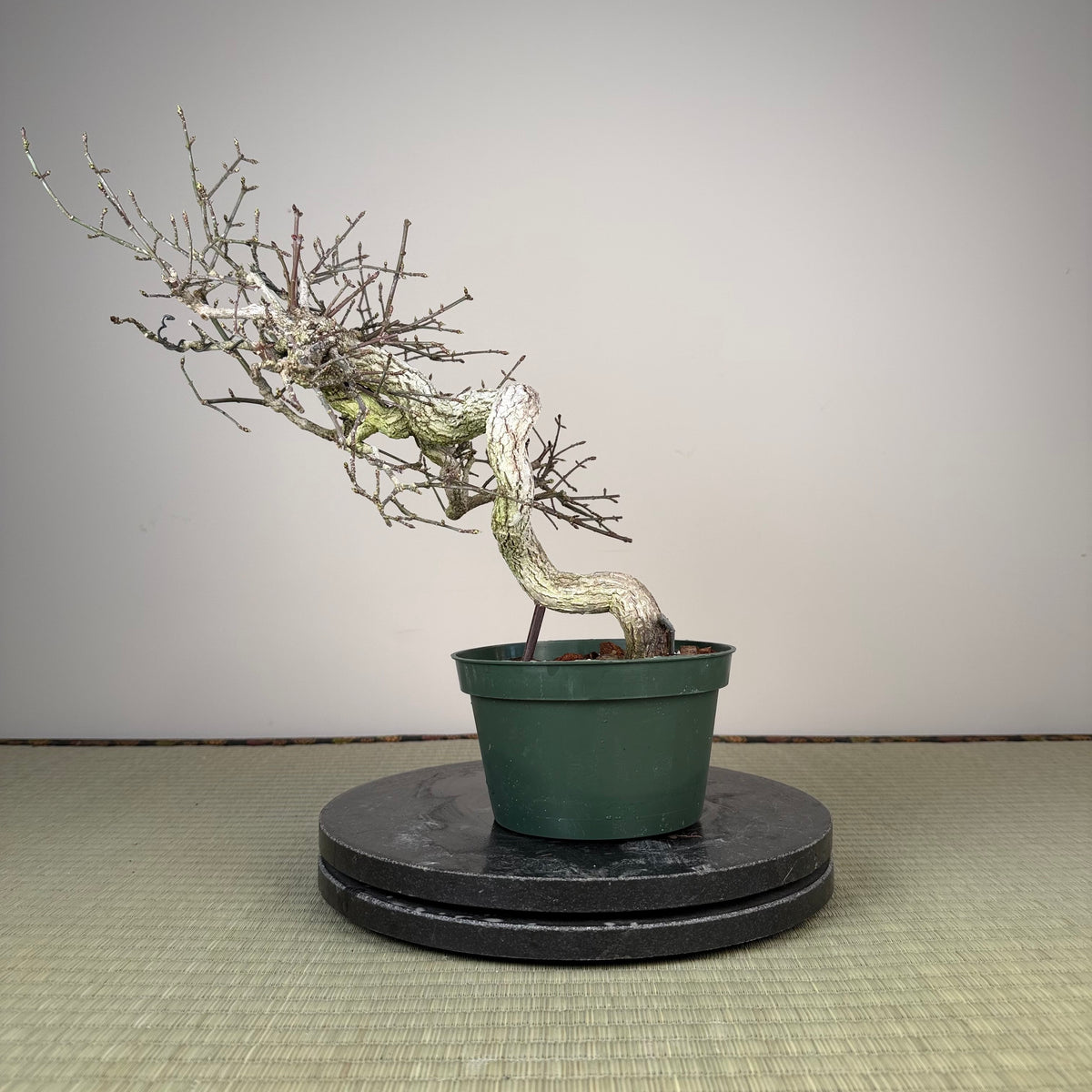 Euonymus