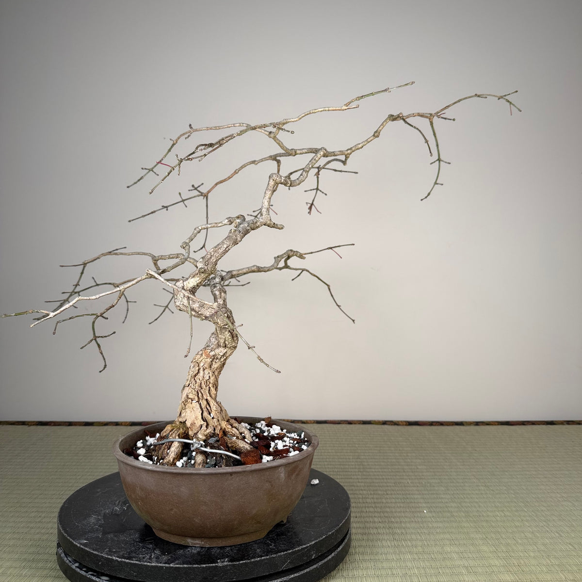 Euonymus