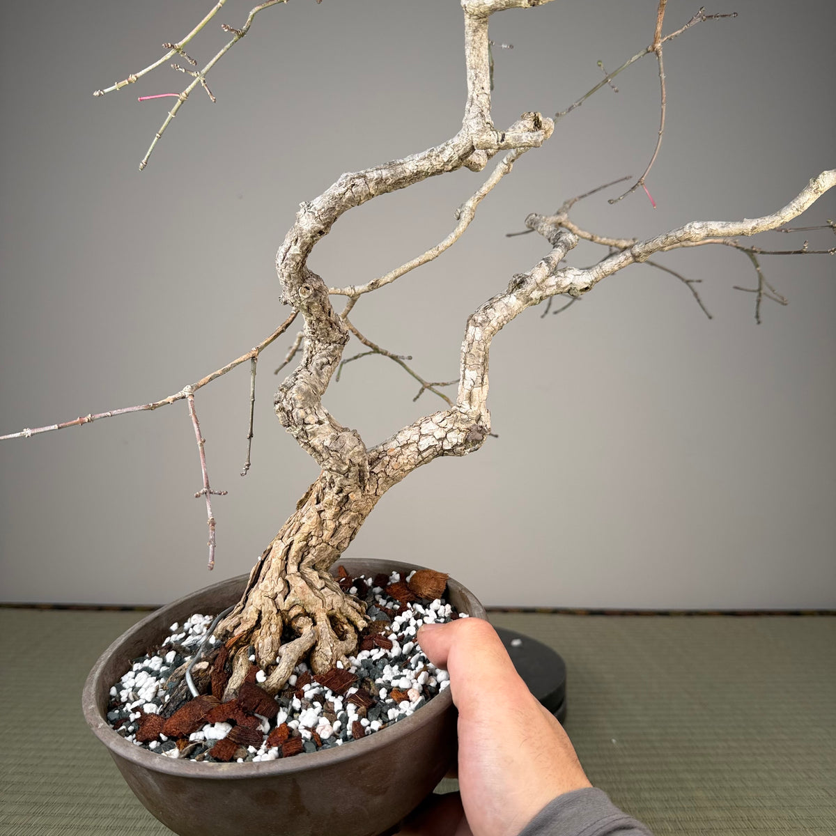 Euonymus