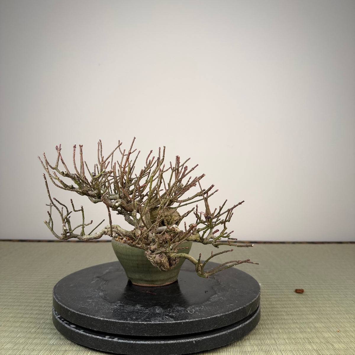 Euonymus