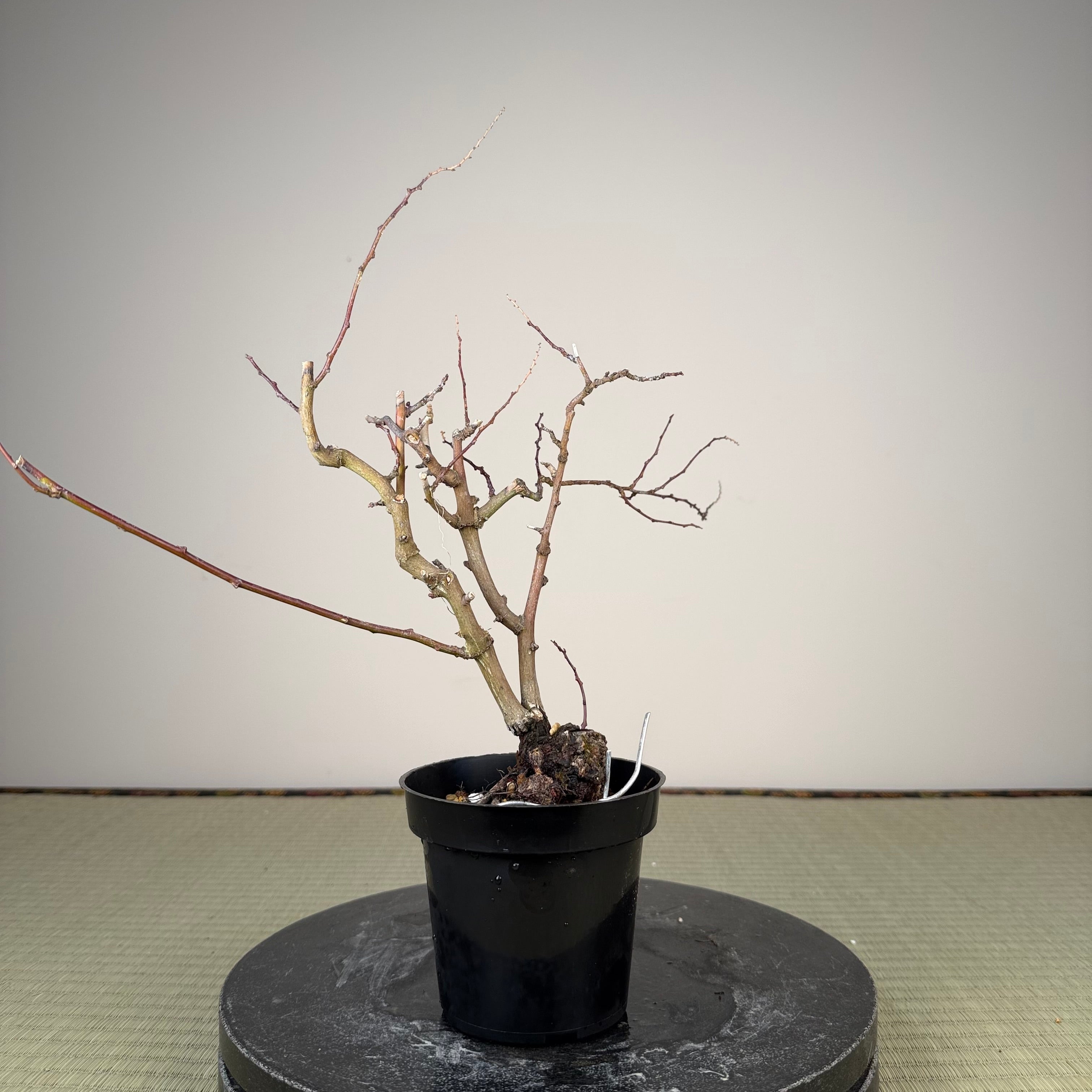 Berchemia racemosa