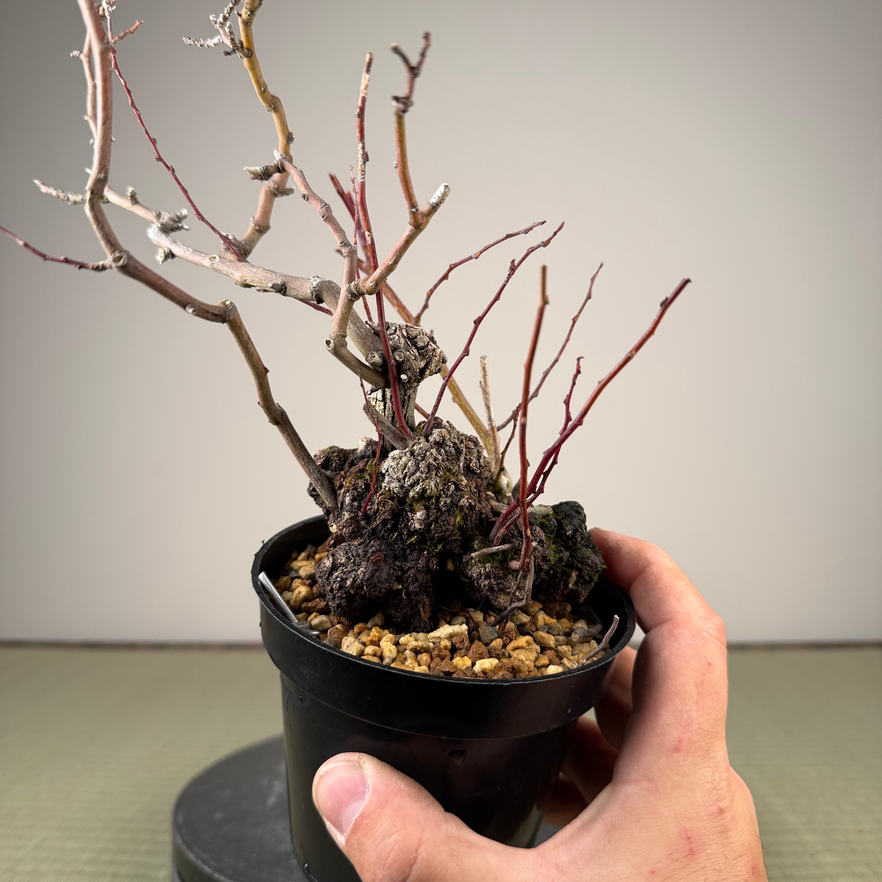 Berchemia racemosa