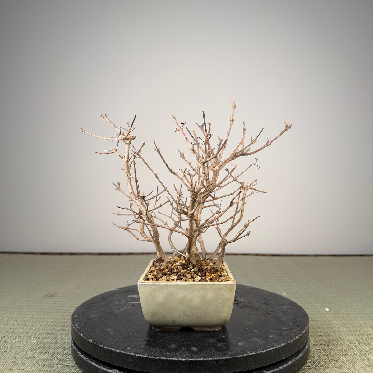 Callicarpa japonica