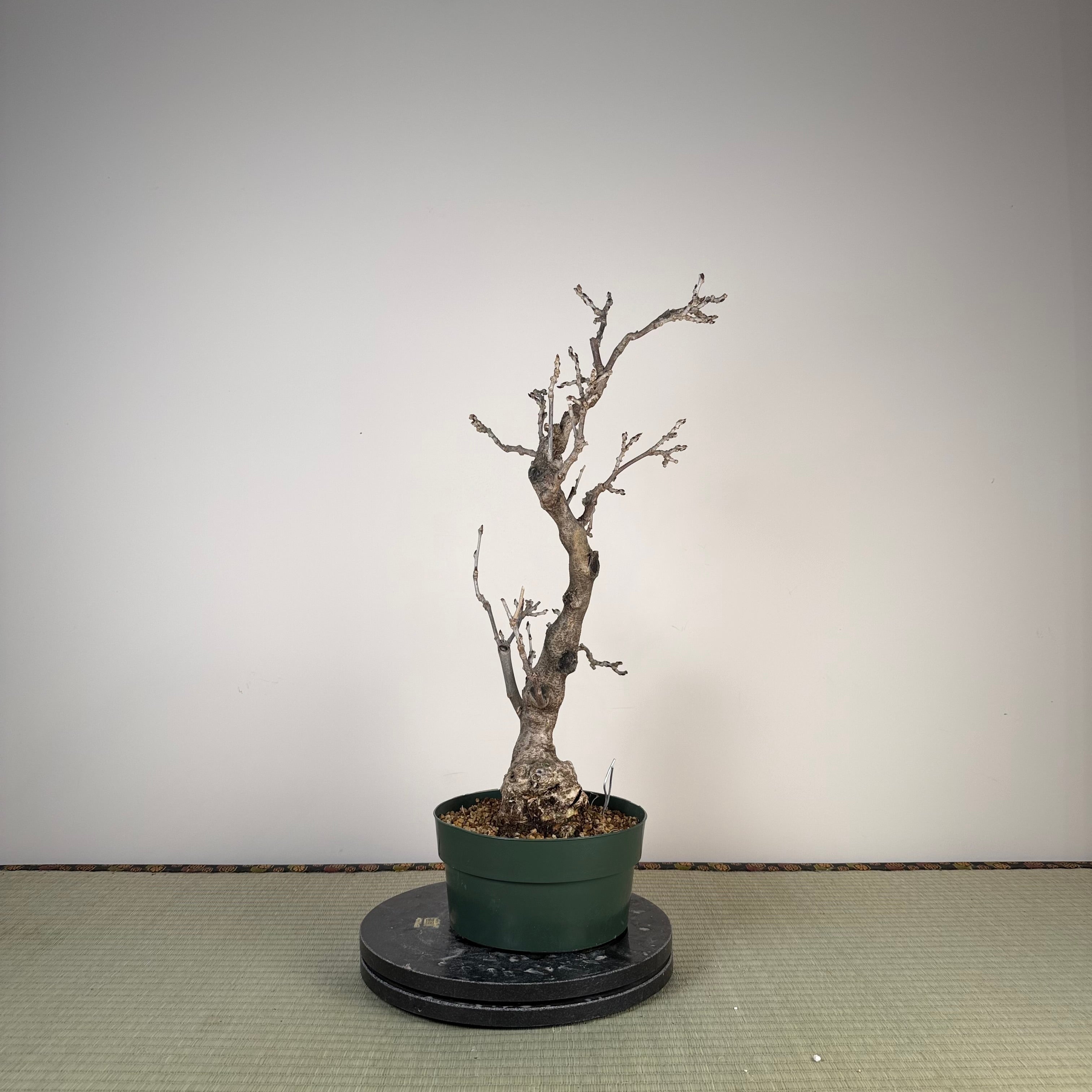 Glycine floribunda
