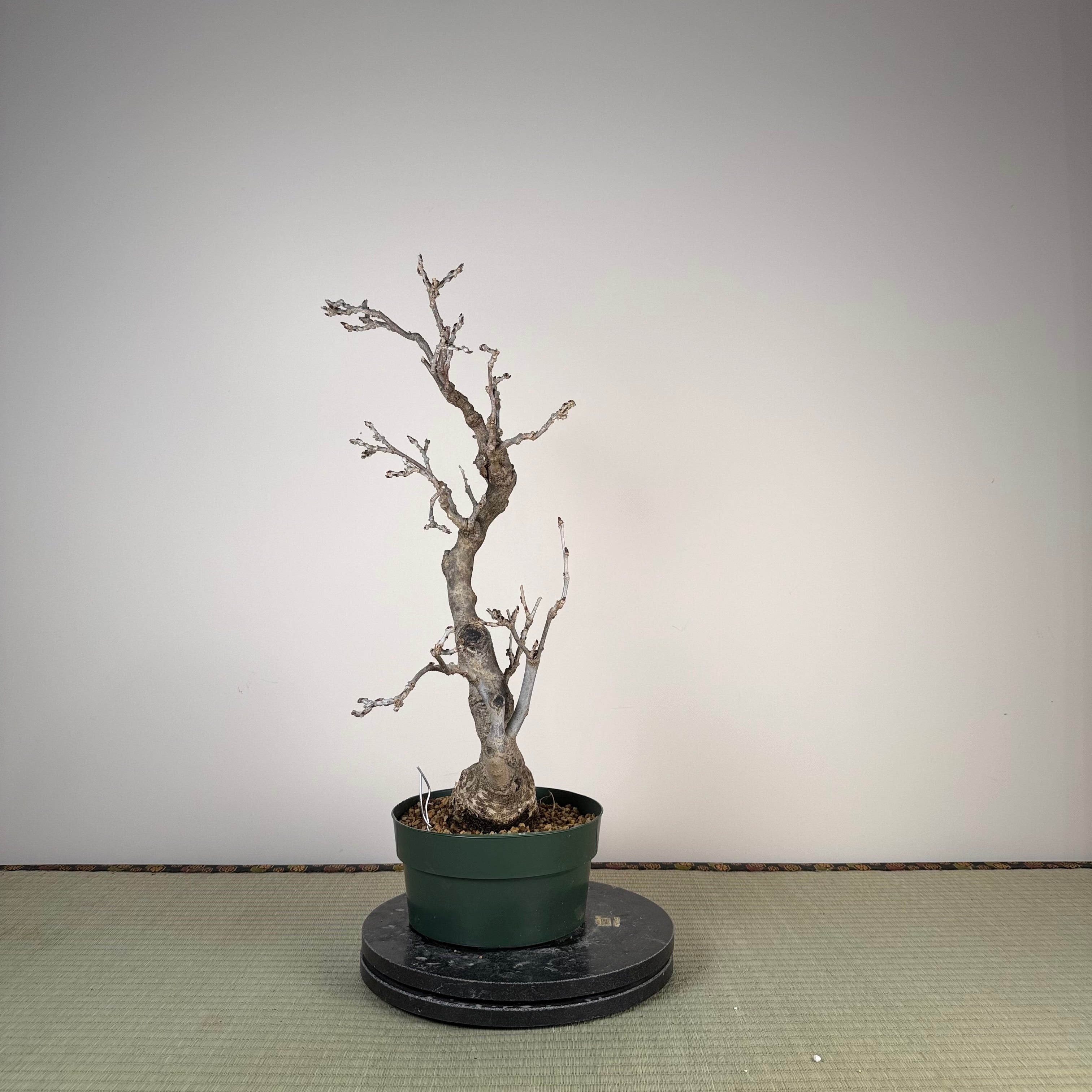 Glycine floribunda