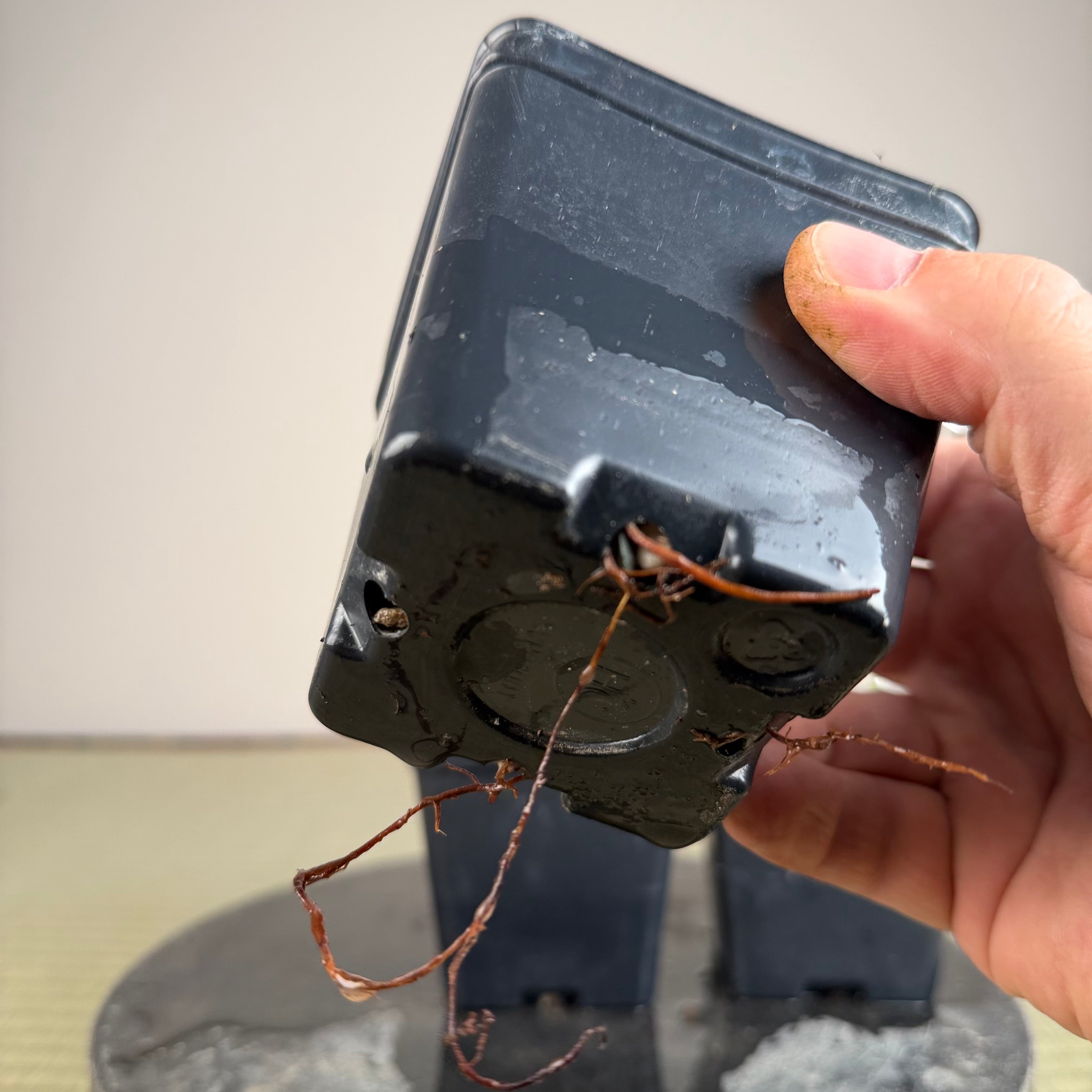 Acer palmatum 'Katsura' (wired)