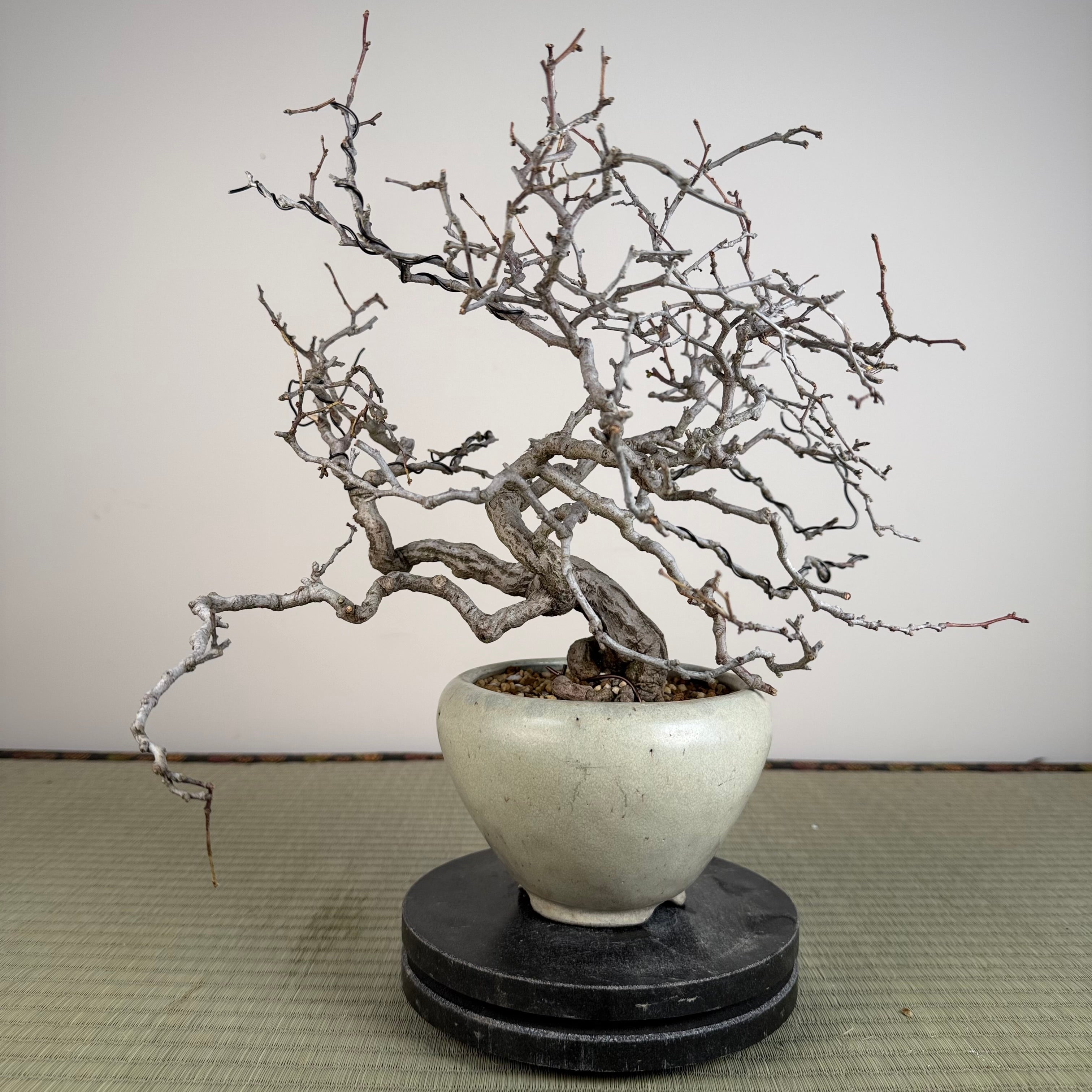 Sabia japonica