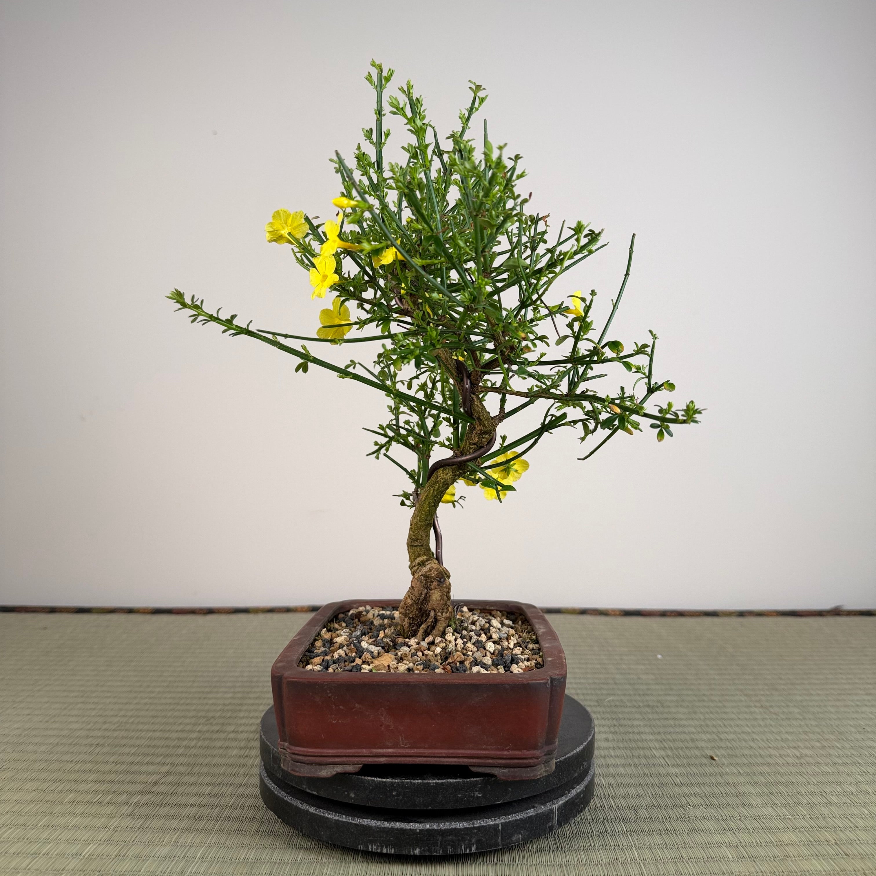 Jasminum nudiflorum