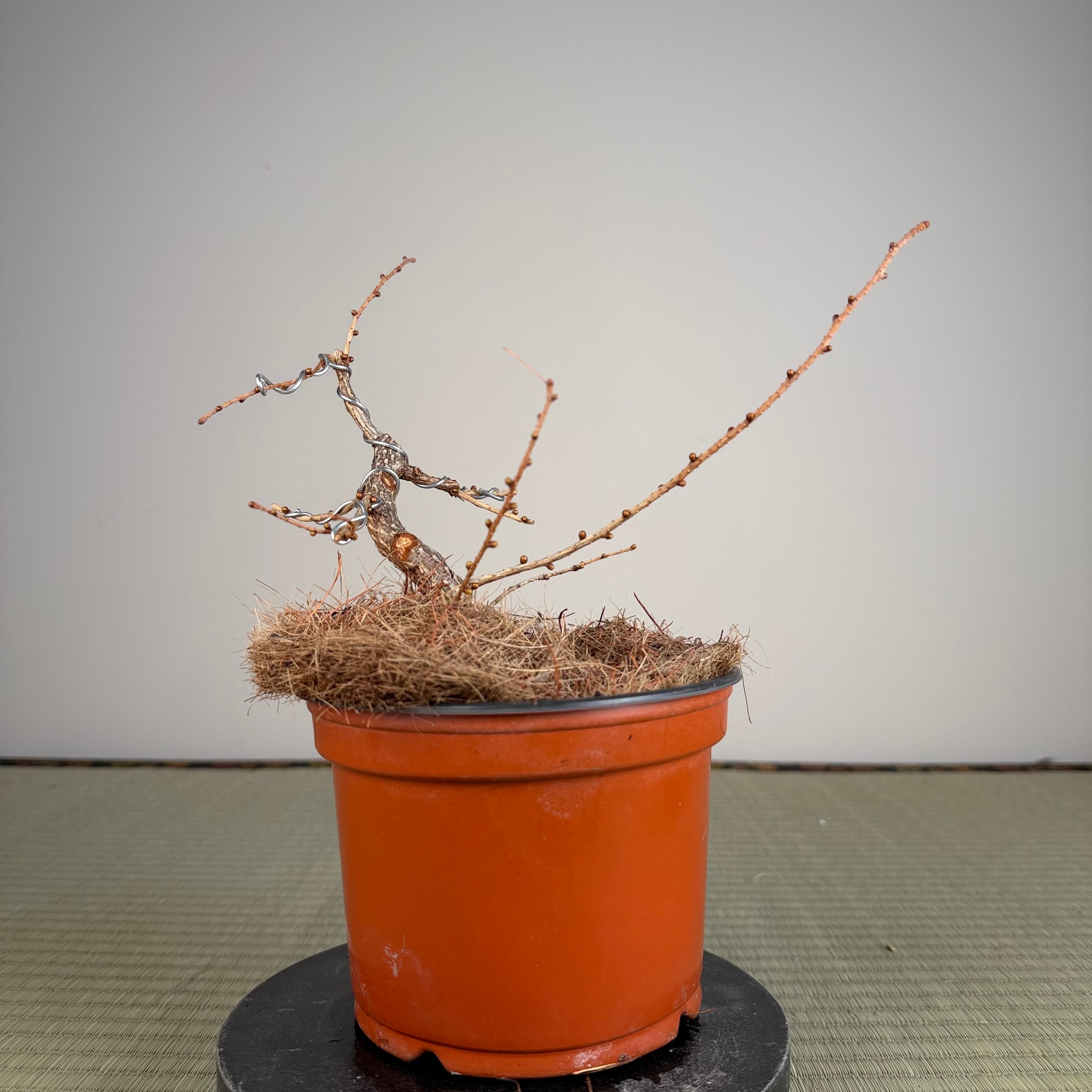 Larix leptolepsis