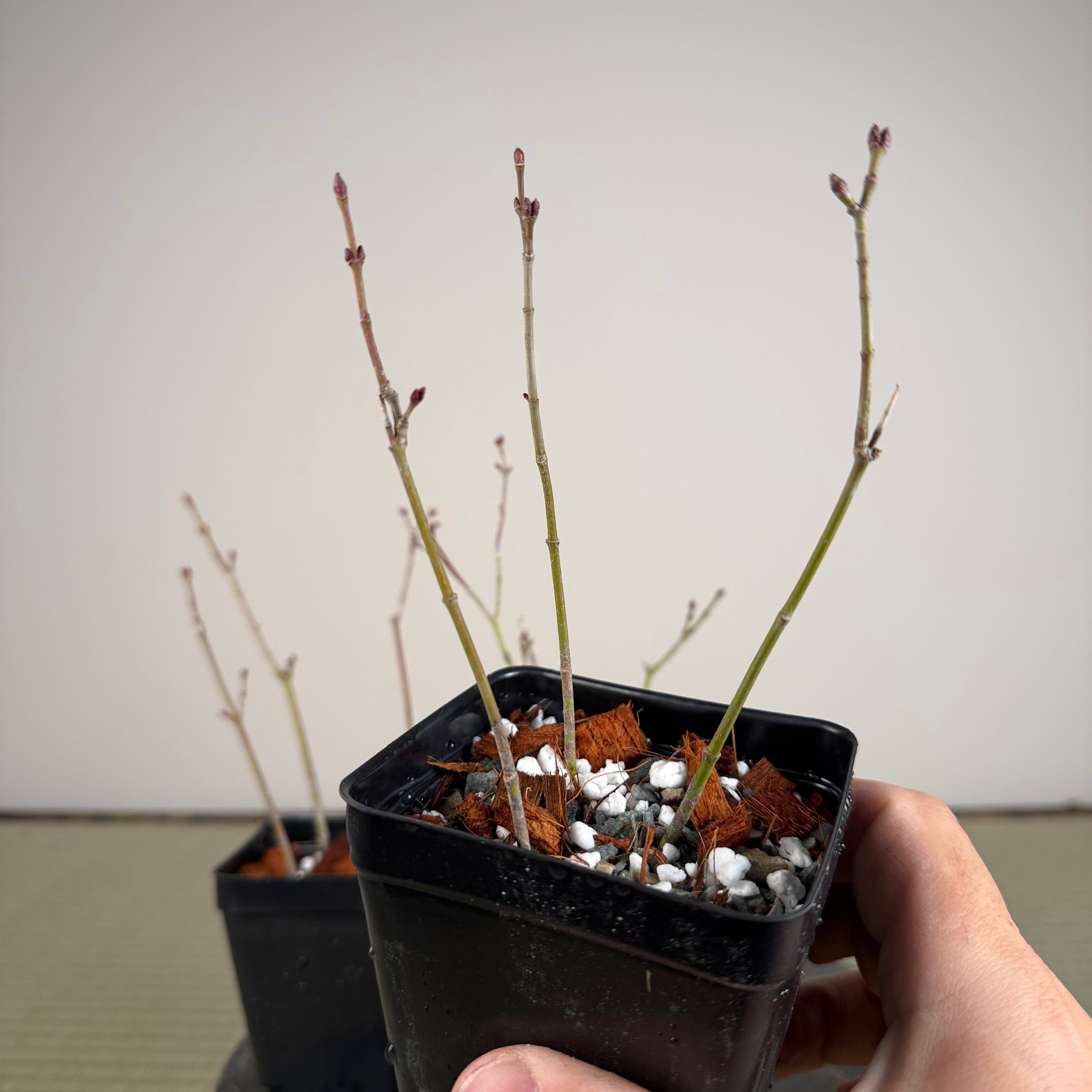 Acer palmatum 'Emerald Lace' (3 units per pot)