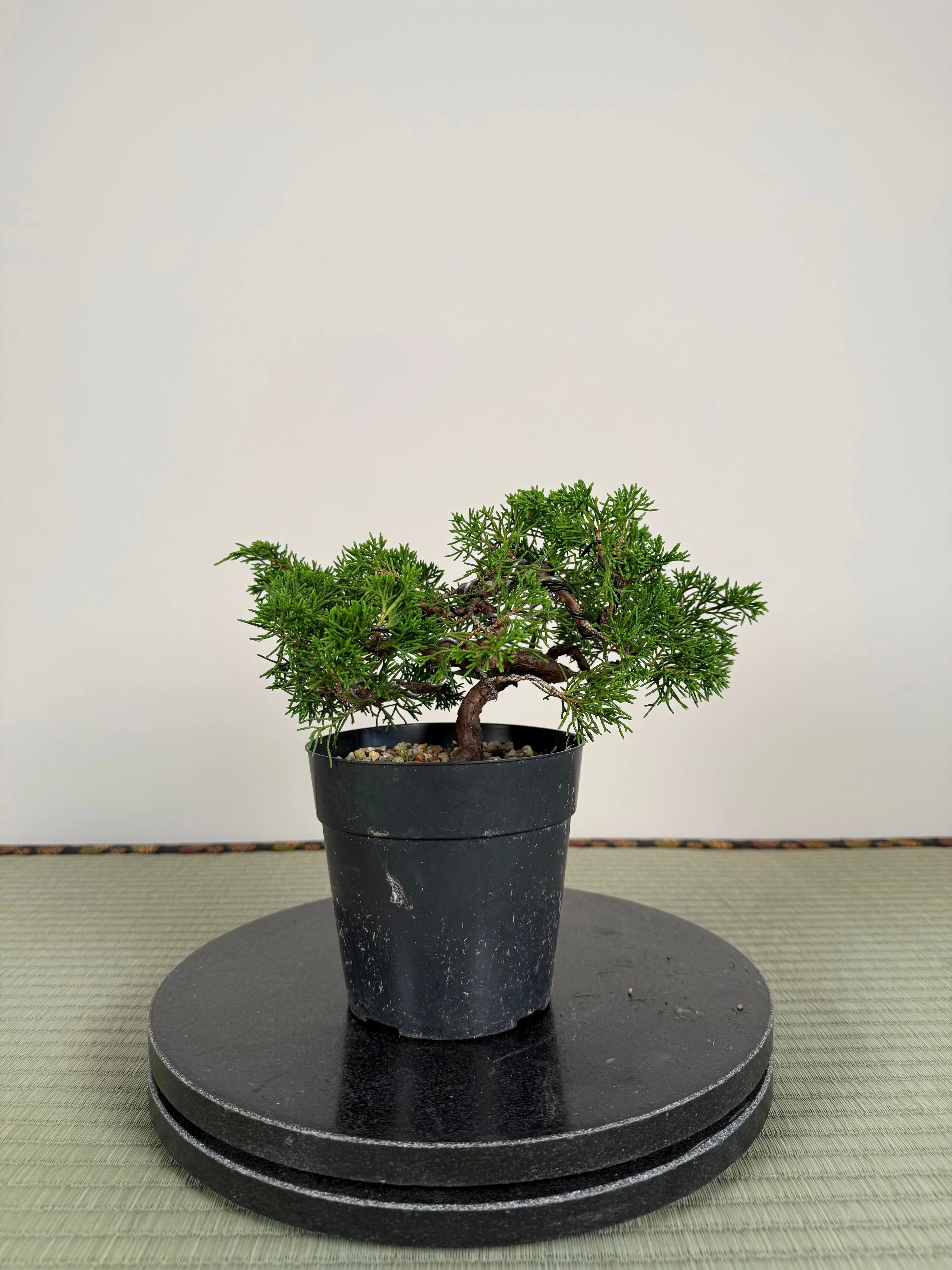 Juniperus chinensis Itoigawa Canada Bonsai