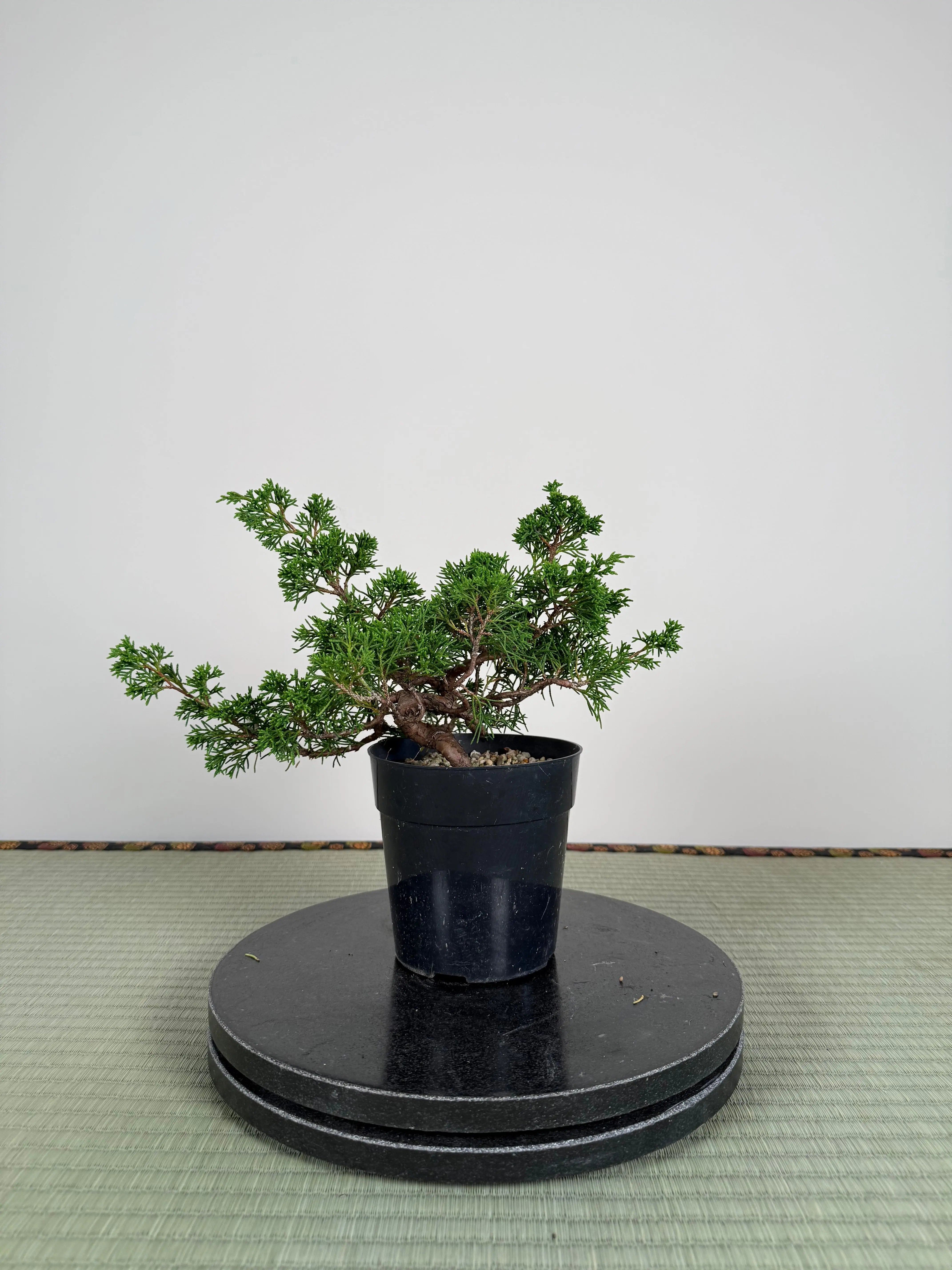 Juniperus chinensis Itoigawa Canada Bonsai
